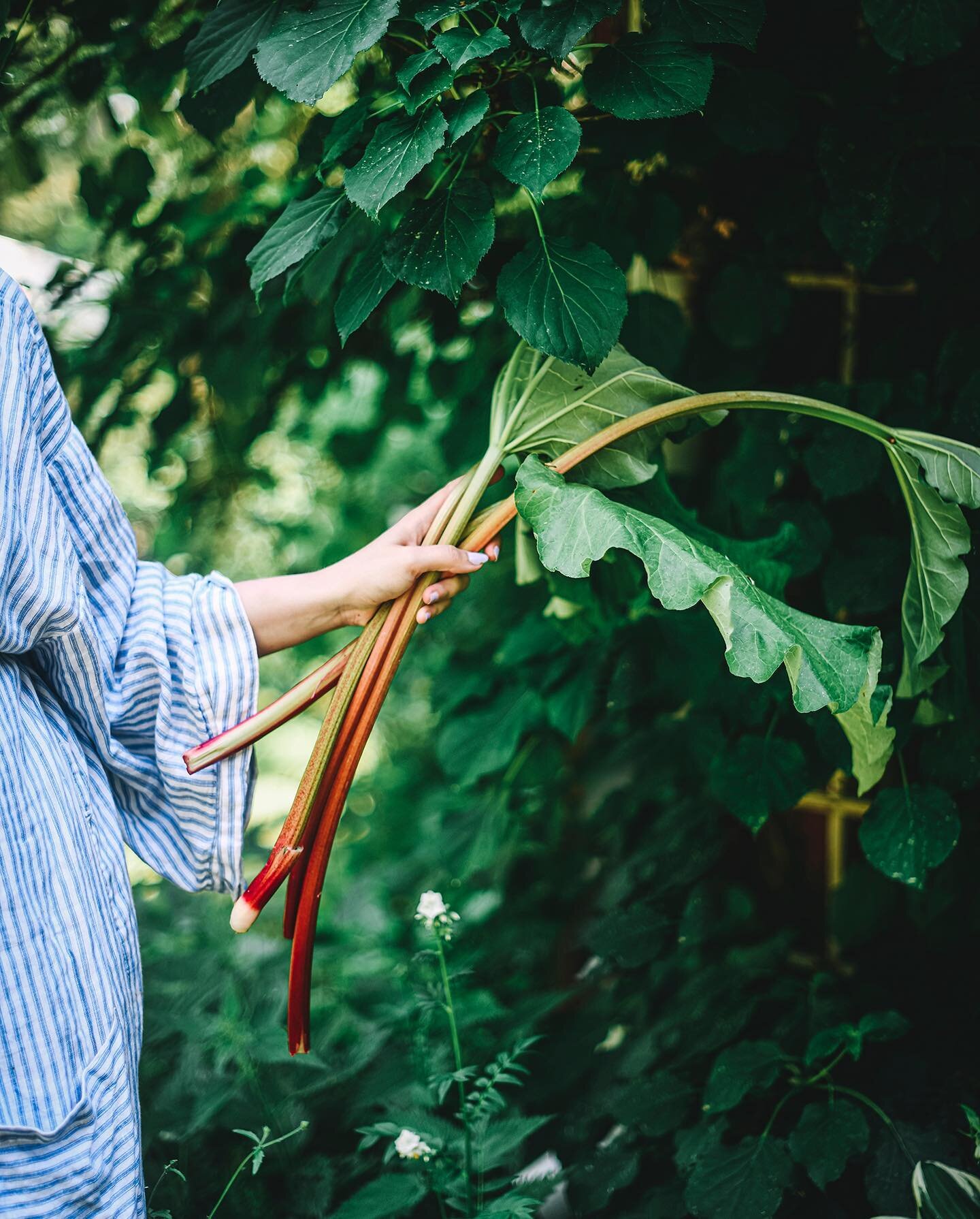 Rhubarb season is my favourite and for the next year I planted 5 more rhubarbs to make the next season even better! 🌿 This year I&rsquo;ve baked cakes, pavlova and even made salads with this amazing tart vegetable and I wish its season would last th