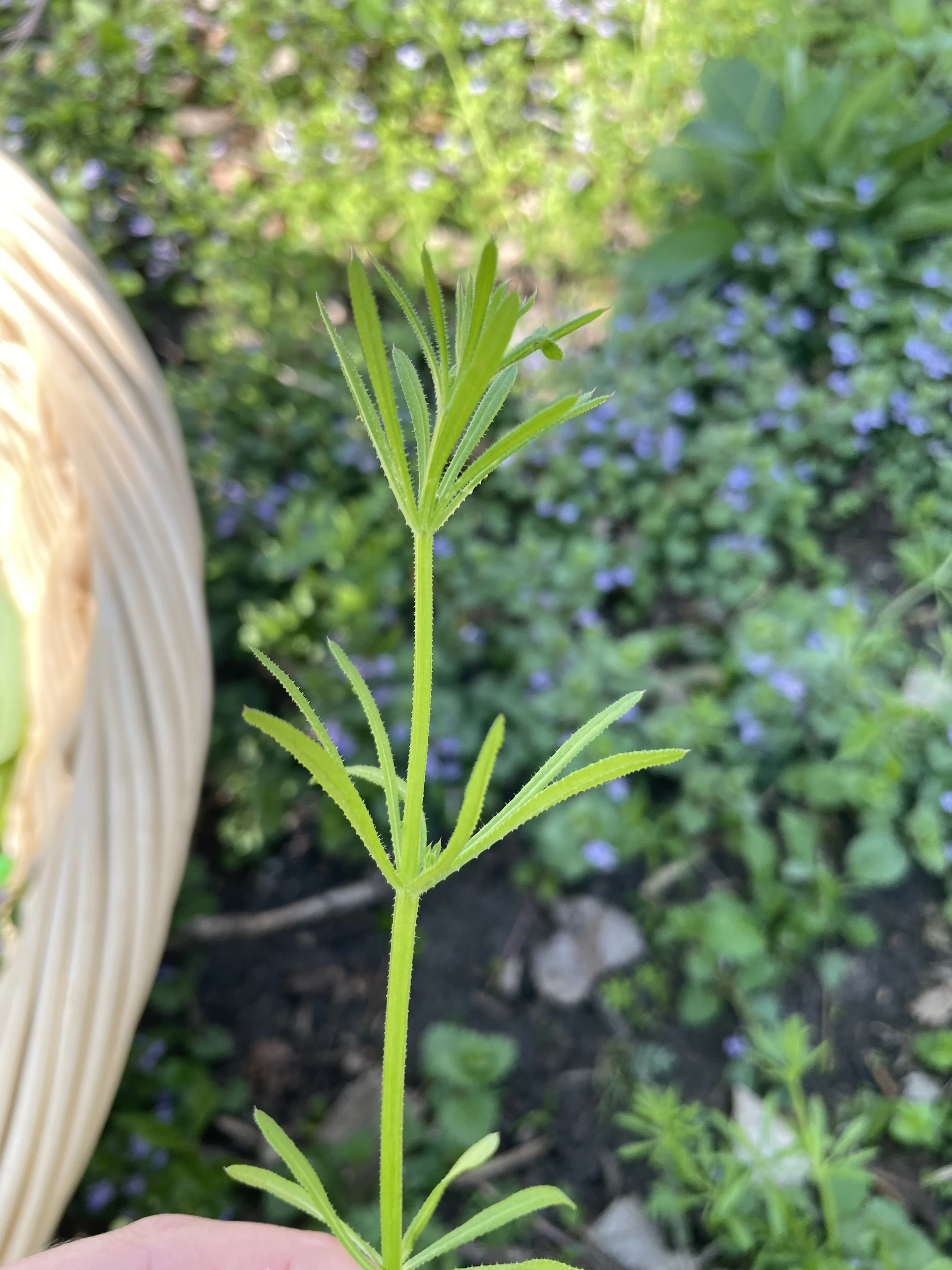 Unlikely Hero’s: Cleavers and Ground Ivy 