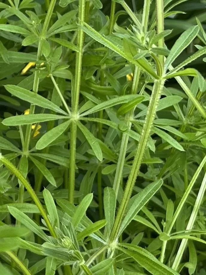 Unlikely Hero’s: Cleavers and Ground Ivy 