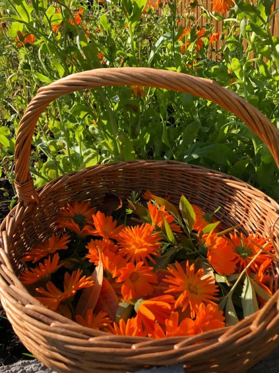Calendula: Sunshine Preserved in Petals
