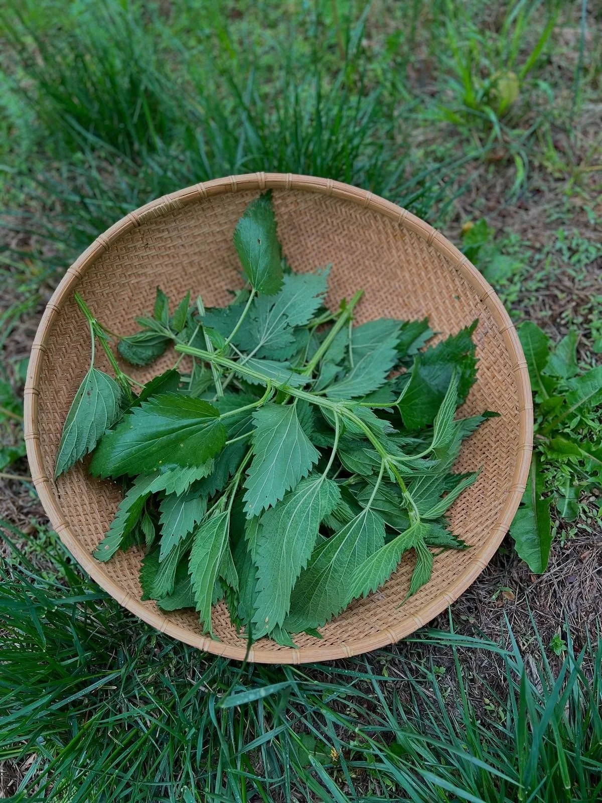Foraging Ethics + Prairie Flora 