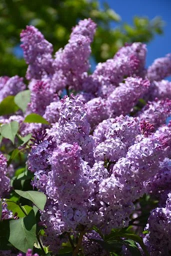 Lilac Infused Oil