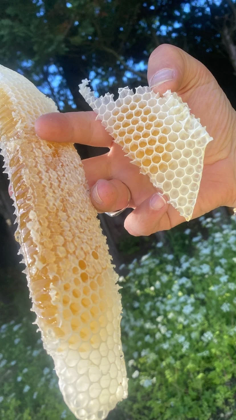 Fermented Honey: A Sweet Ritual for Skin, Body, and Seasonal Wellness
