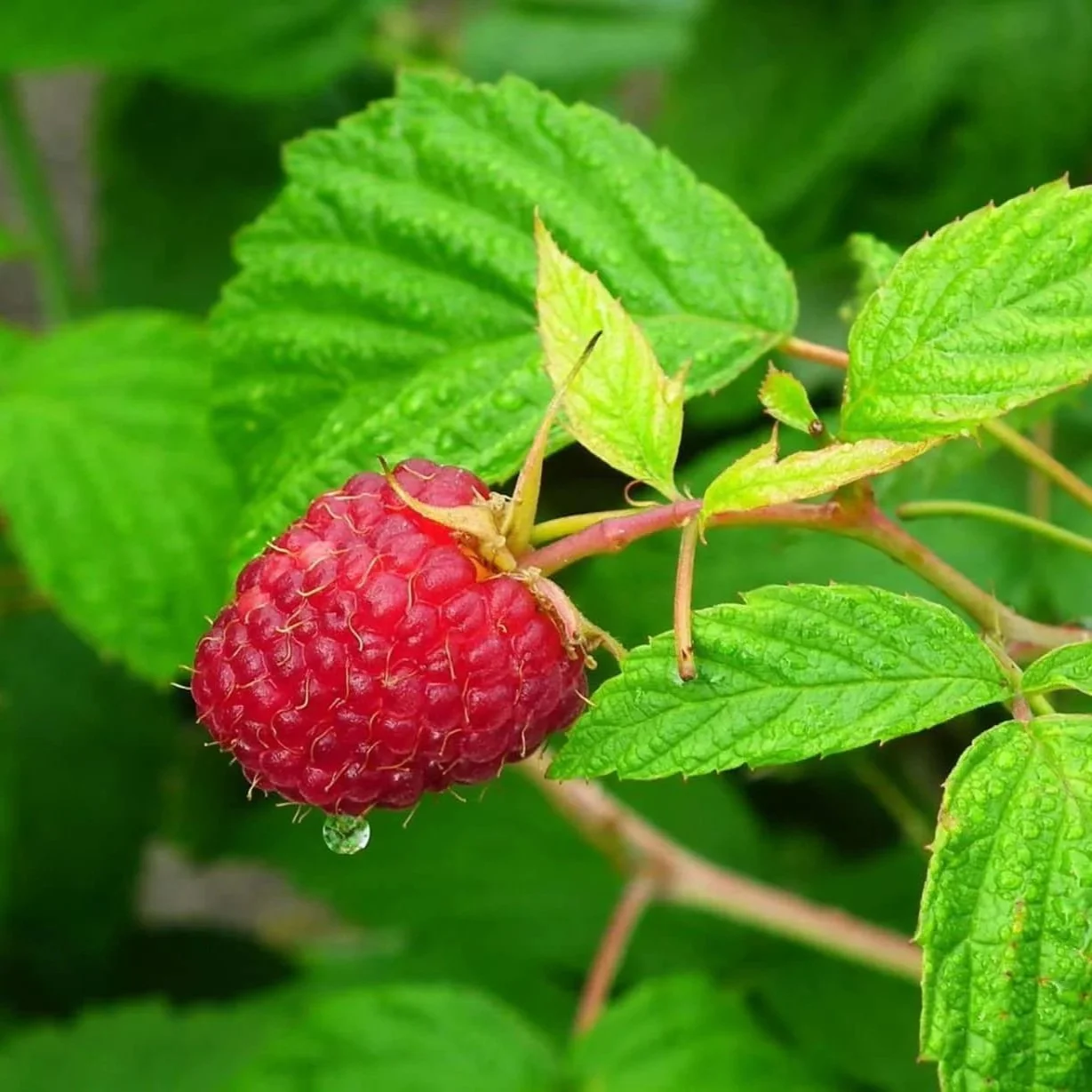Rubus-idaeus-raspberry-leaf-plant-scaled.jpg