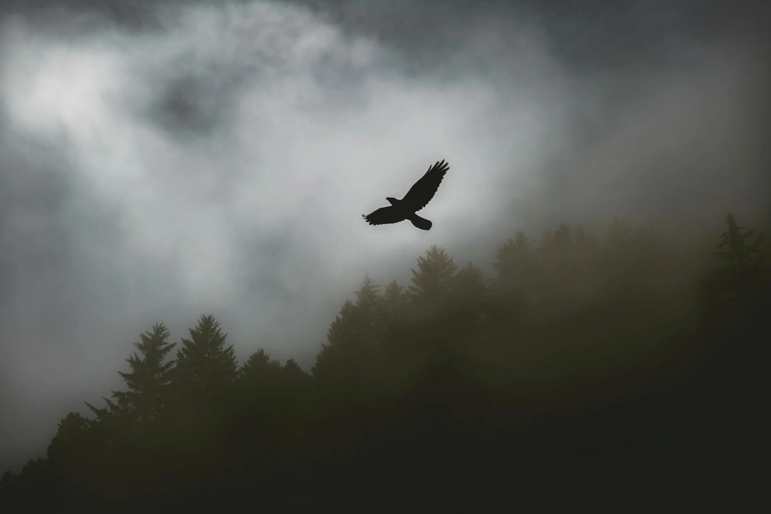 Pexels - Hawk above trees