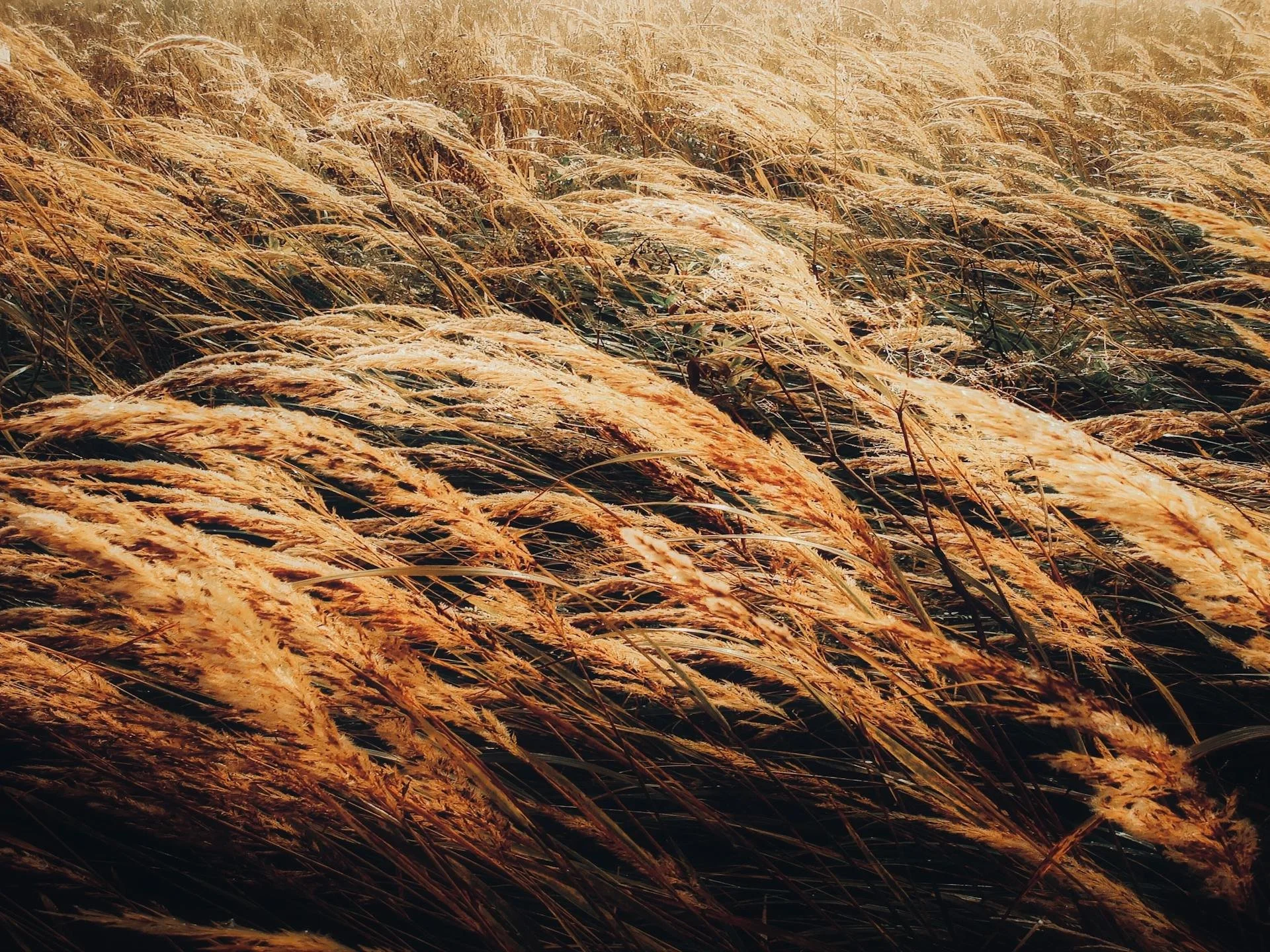 Pexels - Windswept gold grass