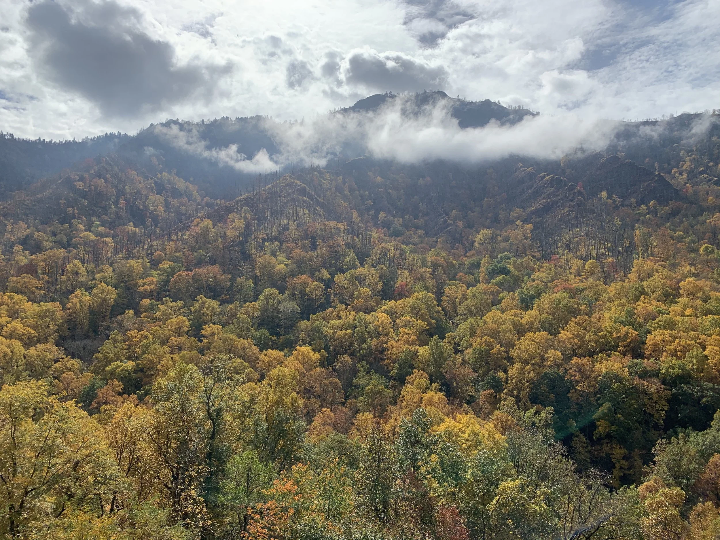 Why Is Great Smoky Mountains the Most Visited National Park?