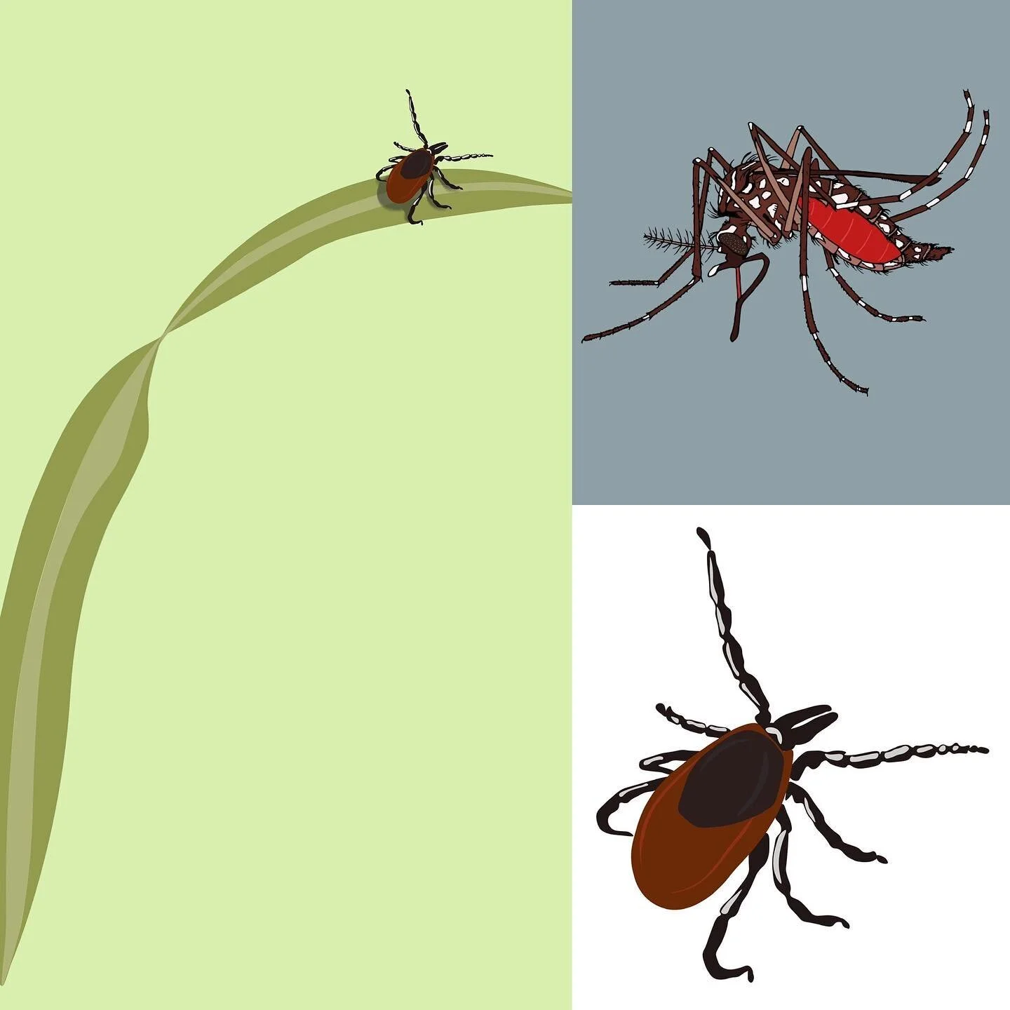 We&rsquo;ve got two arthropods up in our vector biology collection...and we&rsquo;re taking suggestions for what we should add next! Comment below, in our story, or on our twitter!