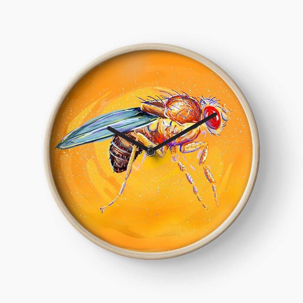It&rsquo;s Drosophila o&rsquo;clock! Check out this new design in our shop! ✨