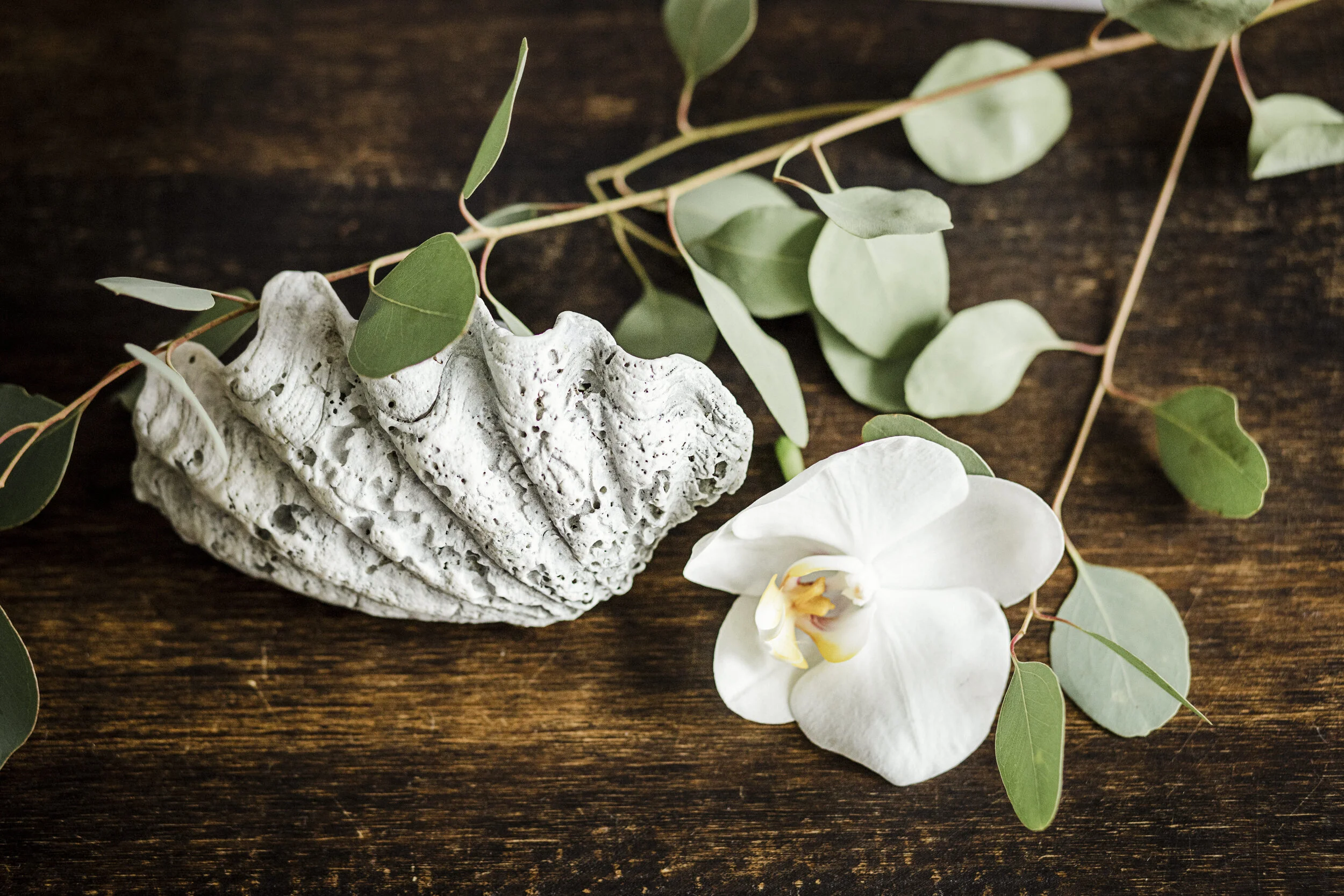 LAMINA ORQUIDEA01.jpg
