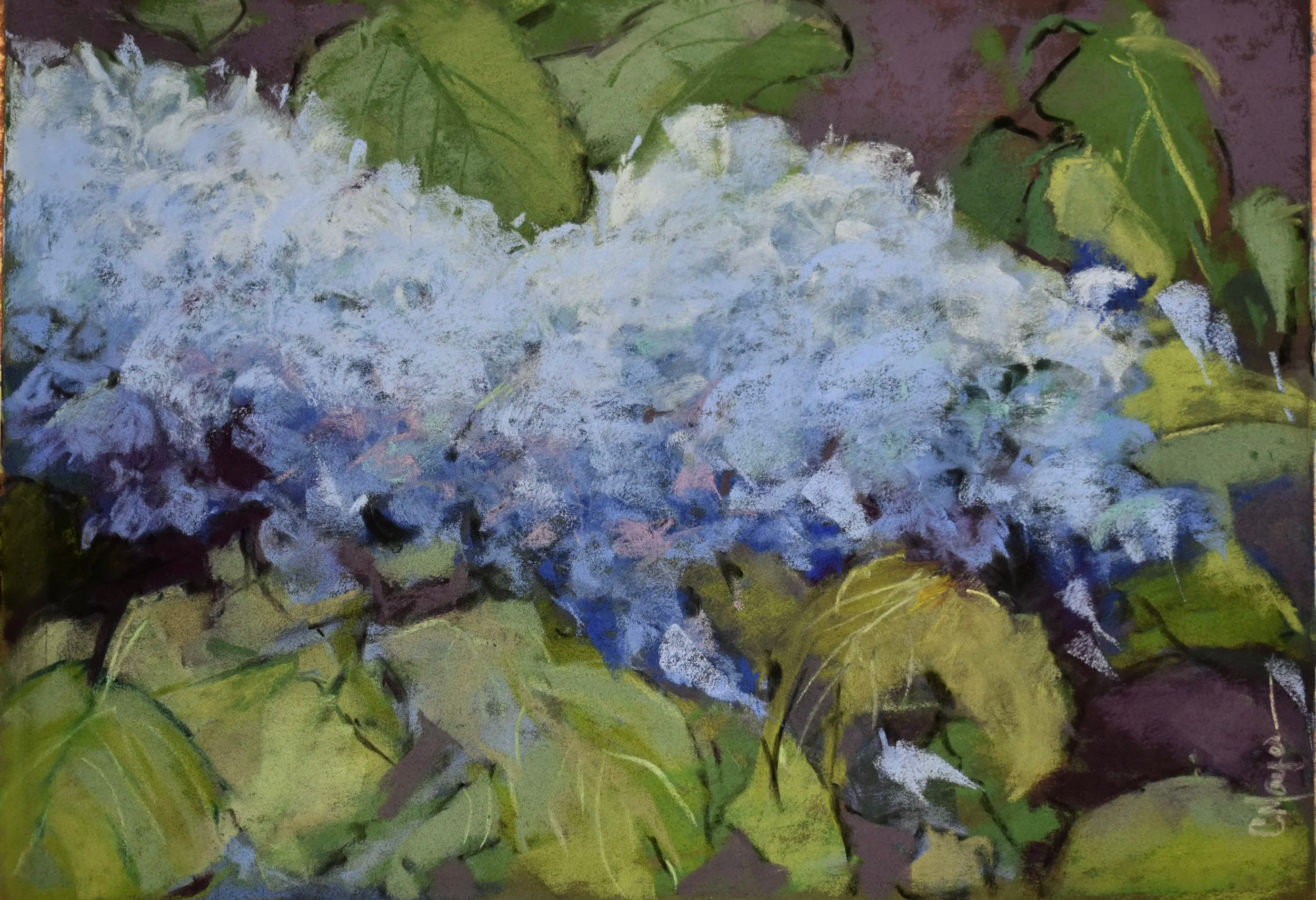 Hydrangea, Pastel, 10" by 15"