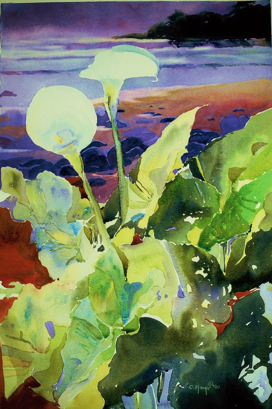Calla Lily, Watercolor, Private Collection