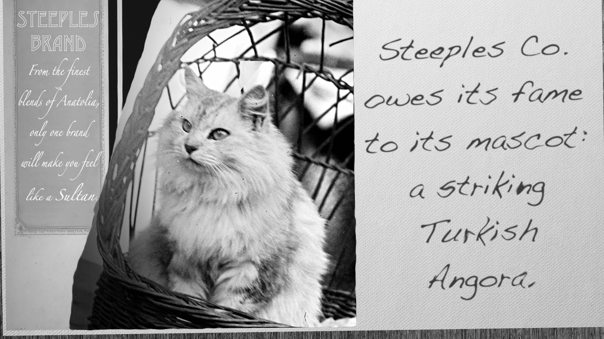 Steeples Co. owes its fame to its mascot: a striking Turkish Angora