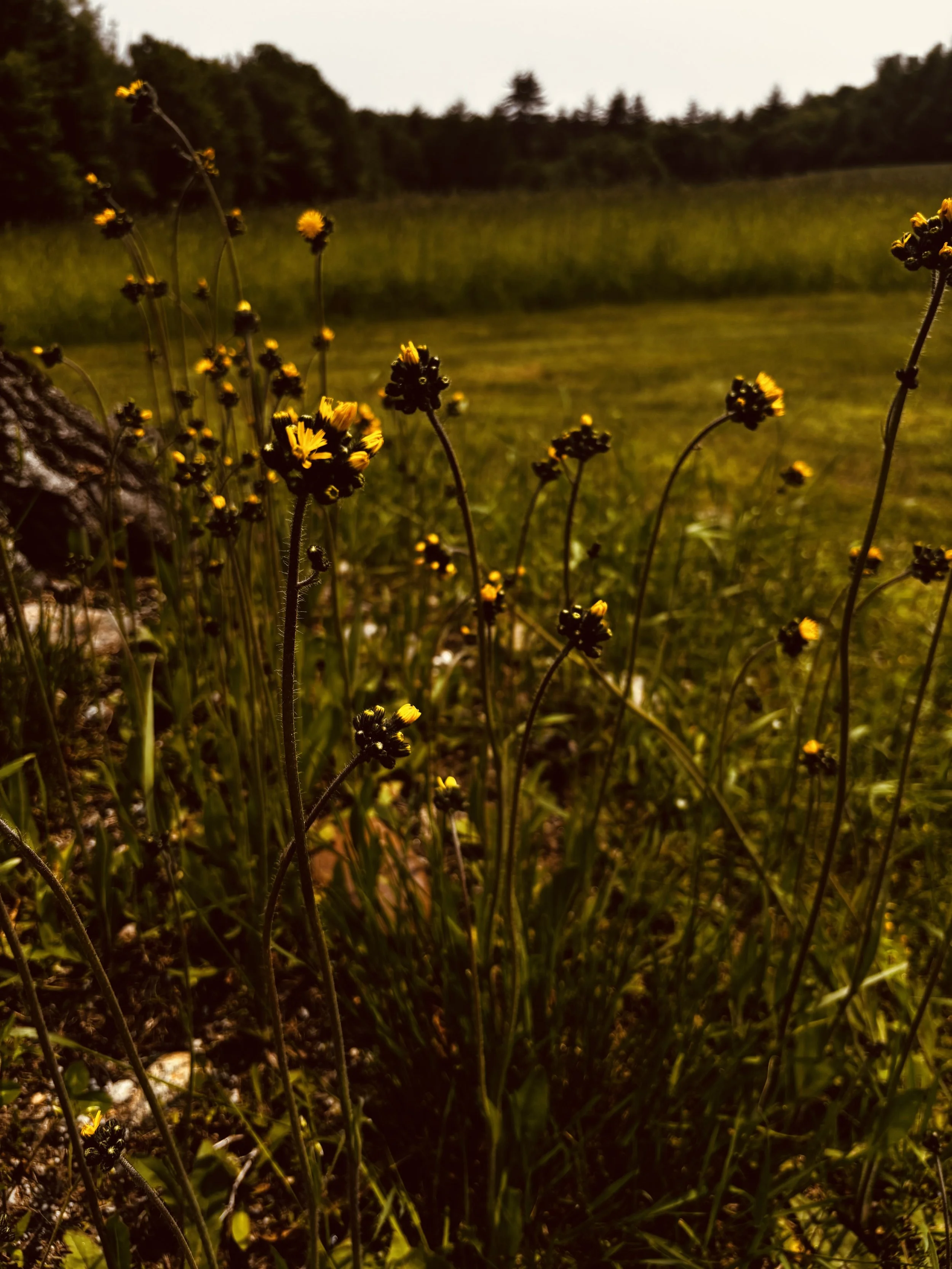 12x60 Minute Lessons