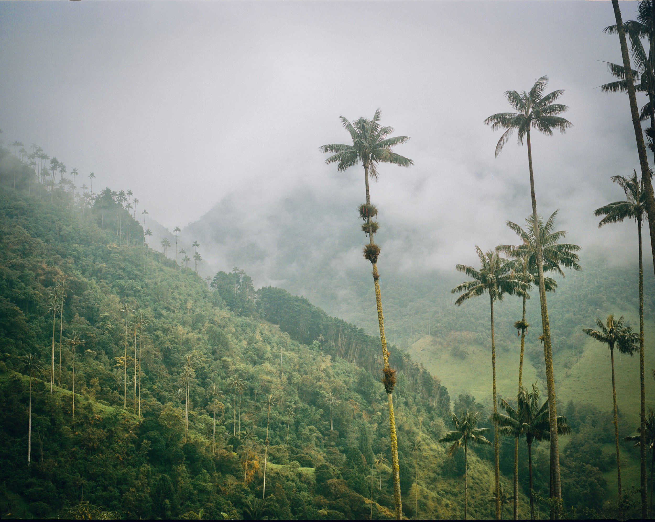 Valle de Cocora