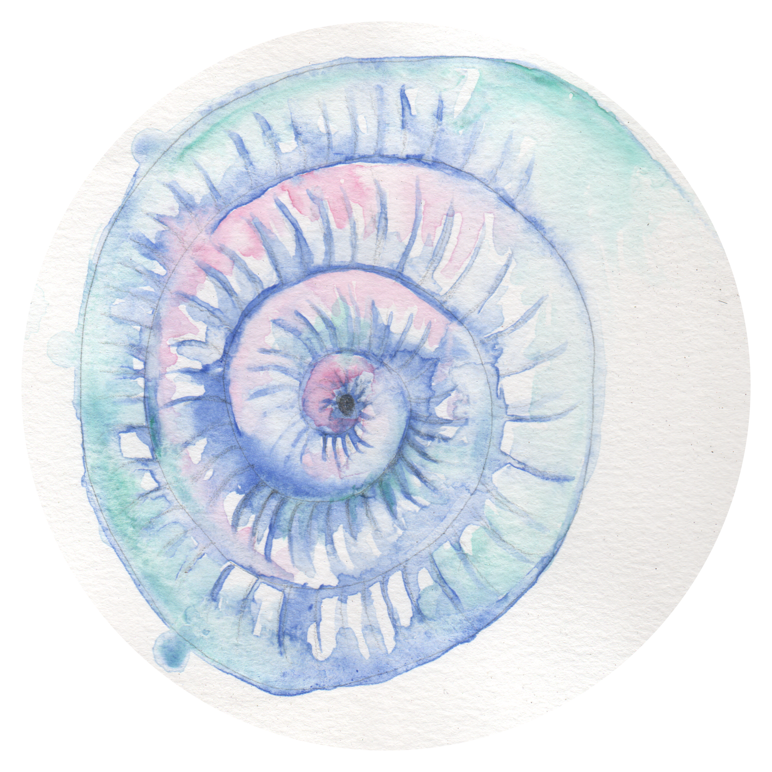 Shells-Cropped5.png