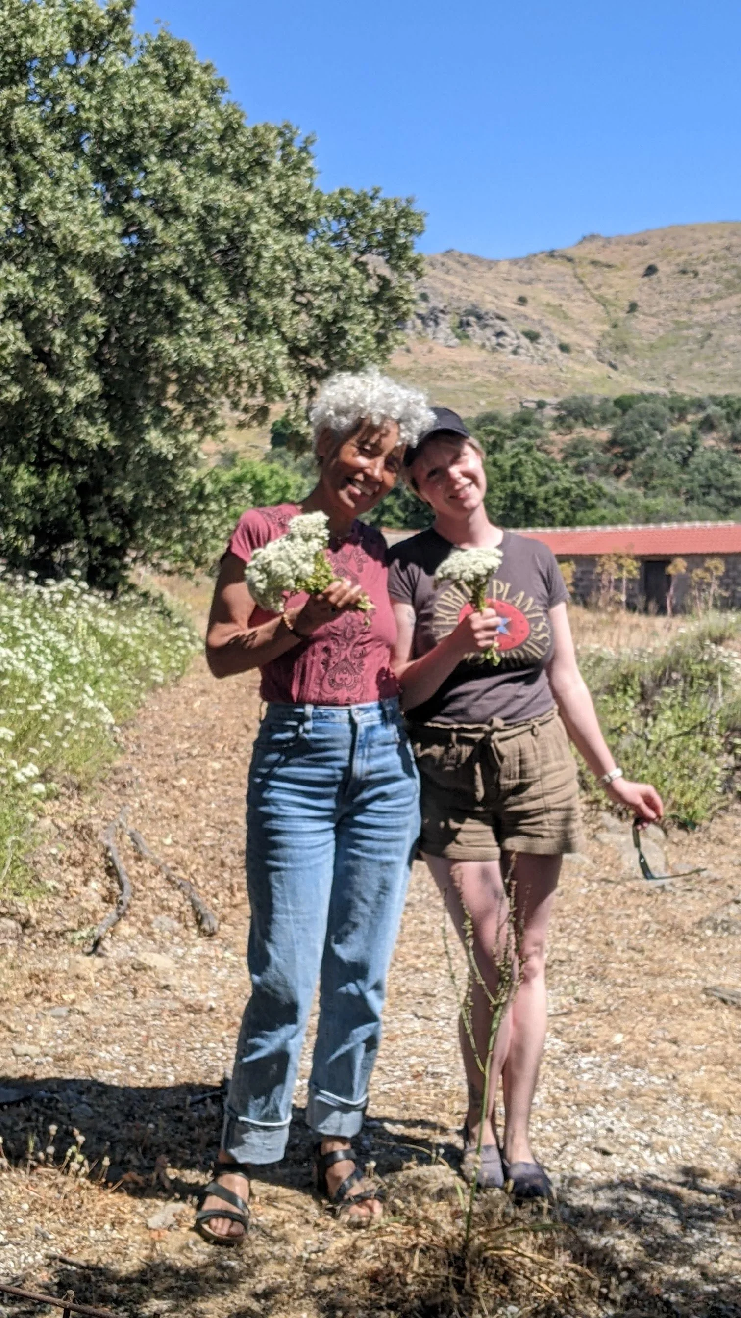 Two women in a Greek landscape of olive trees and oregano buses. the women are holding beautiful bunches of oregano in full bloom with white flowers.