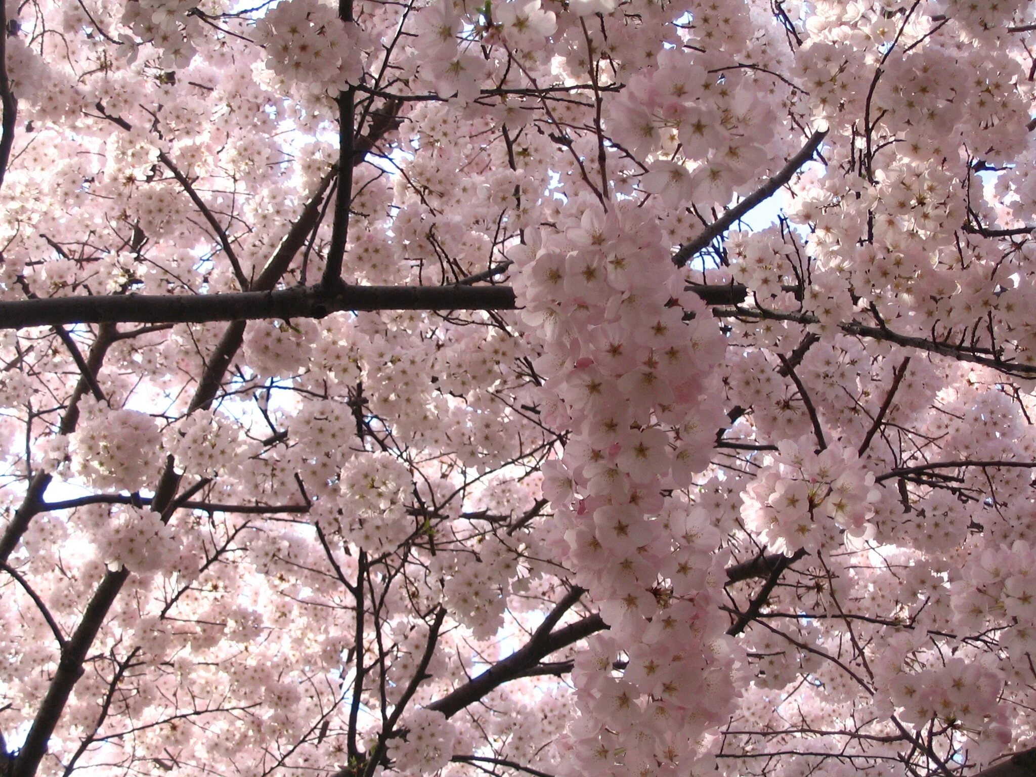 The popular cherry blossoms in Washington, D.C. circa April 2006