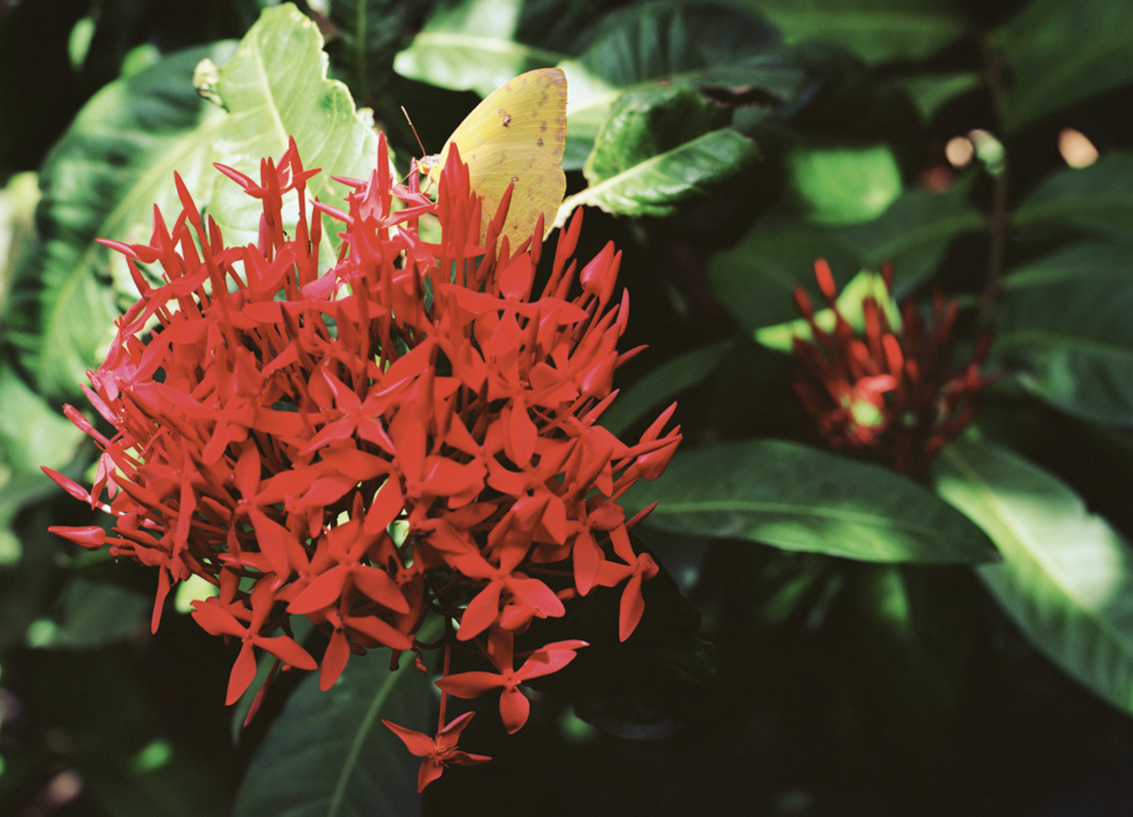 Steve McQueen Bounty red flower Grenada Vamika Sinha Aesthetica