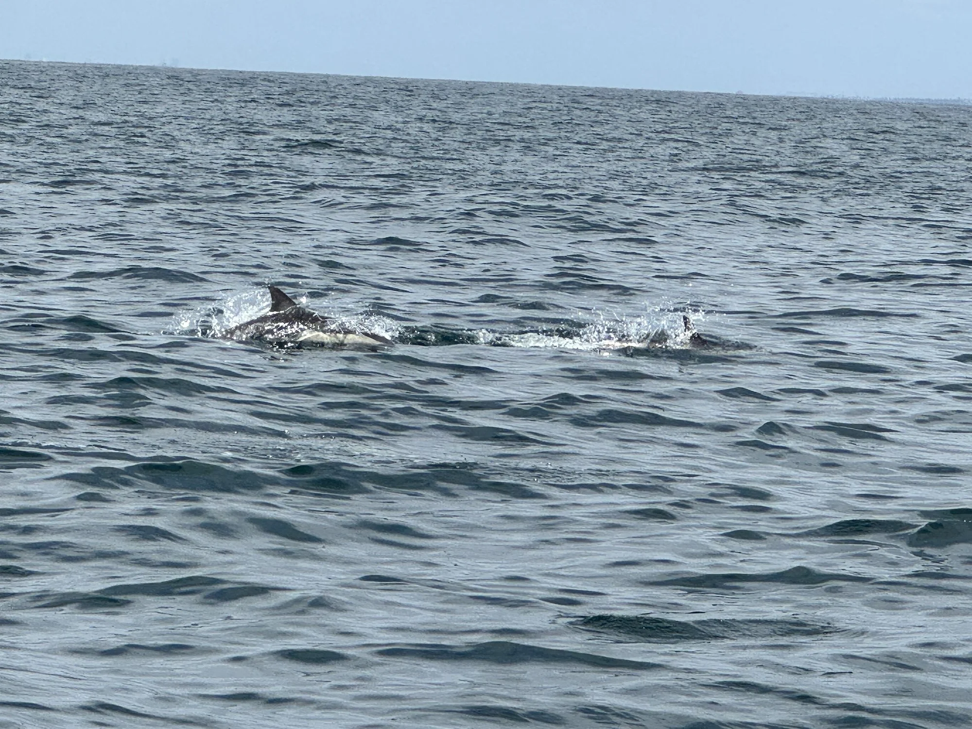 Dolphins of Newport