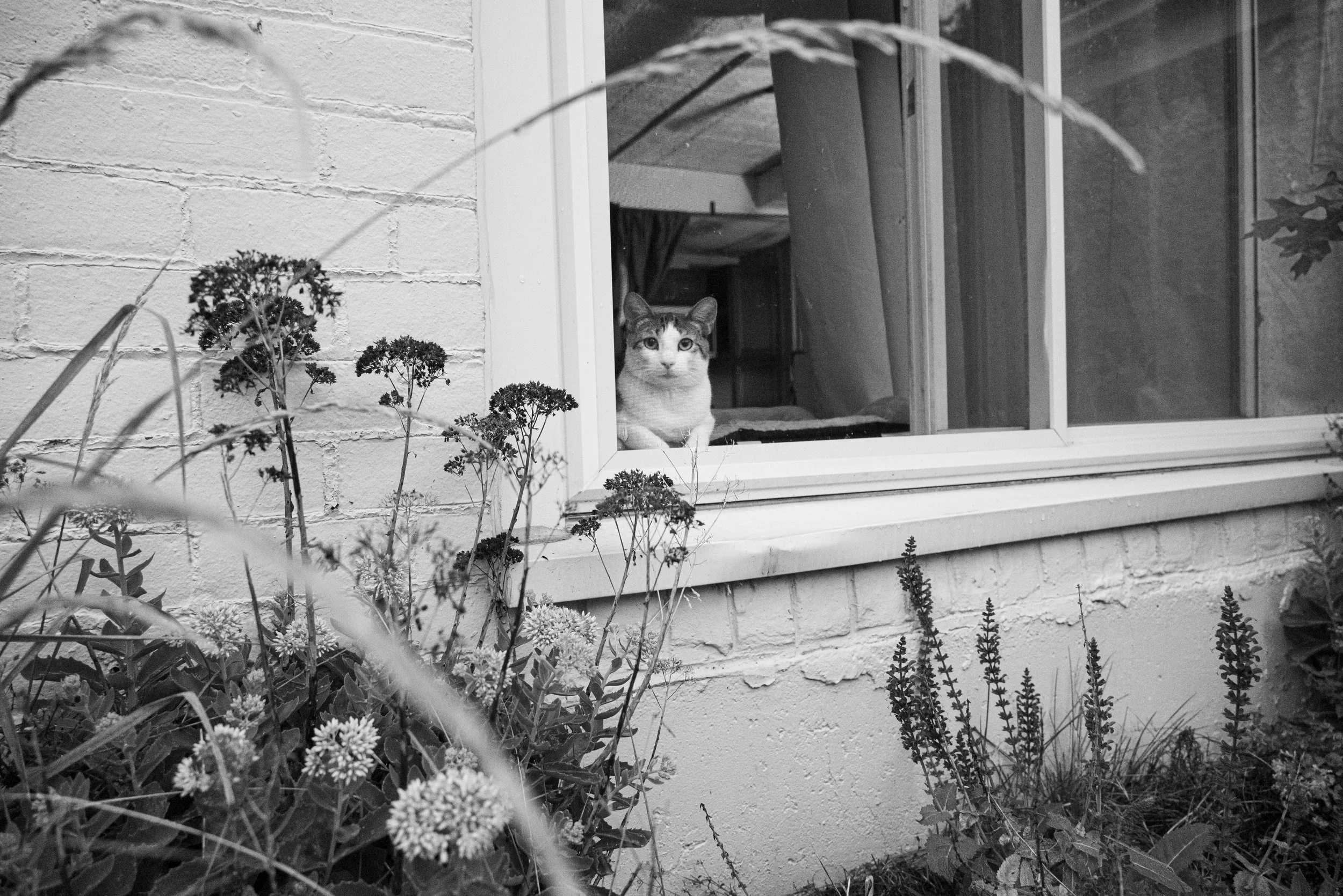 MochaInTheWindow_10.jpg