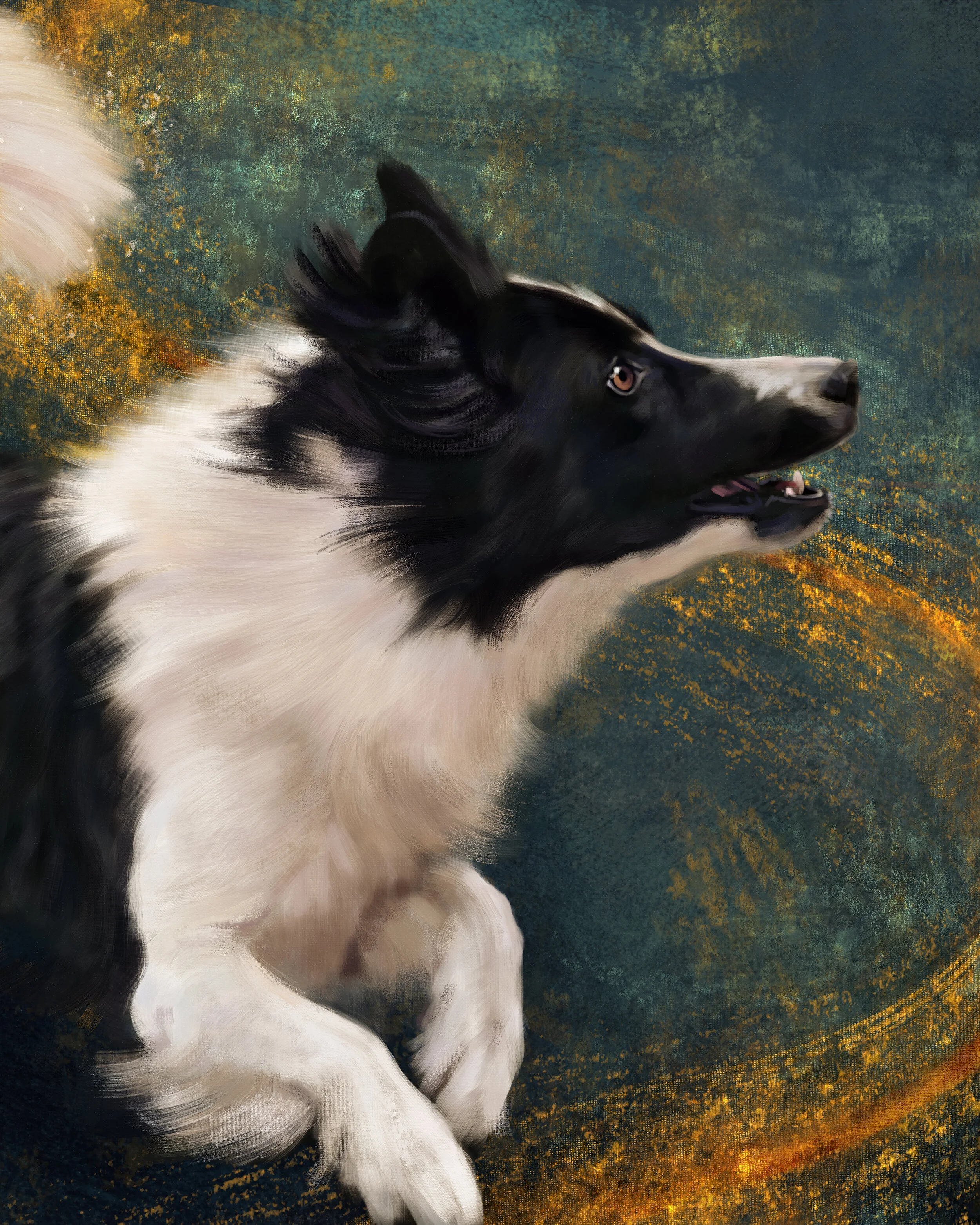 Border Collie.jpg