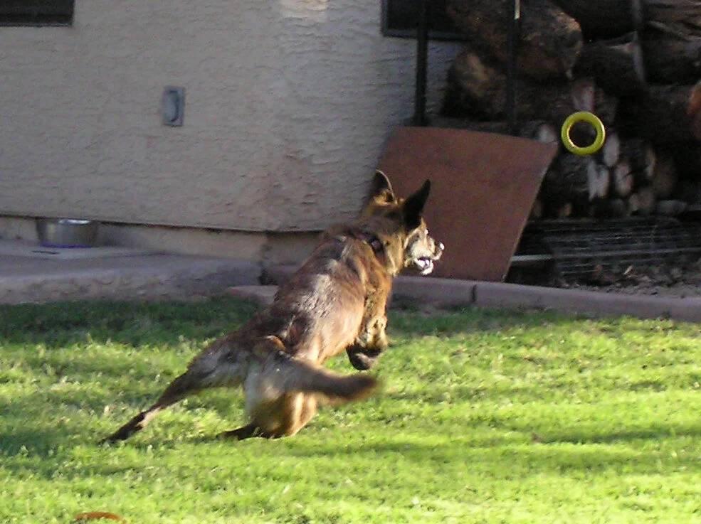 20100225_Yard_Toy_Tigger_002c.jpg
