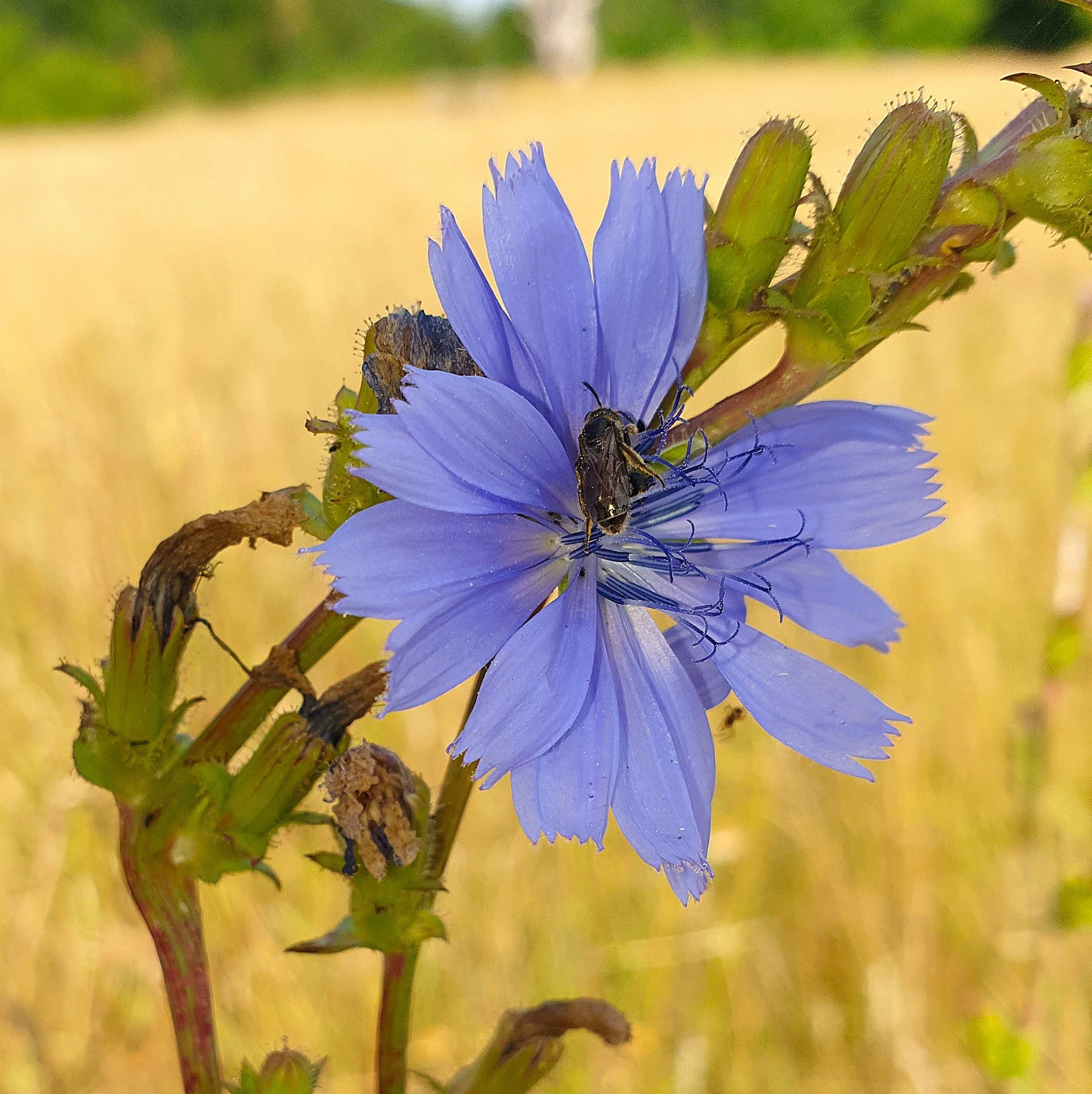 Chicory