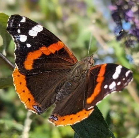 Village BioBlitz