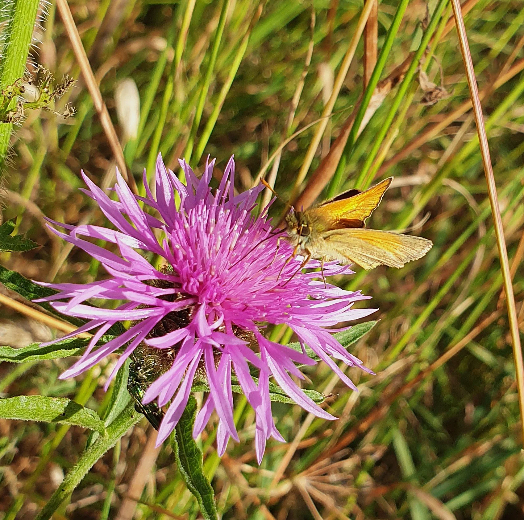Essex skipper on Knapweed