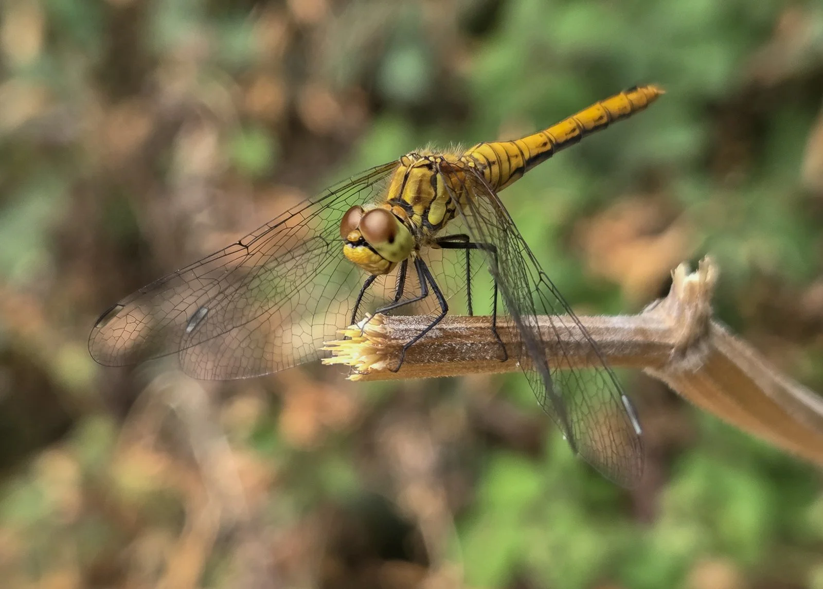 Last Page; Ruddy Darter dragonfly hanging out in Homefield Park; Photo by Jon Pavey
