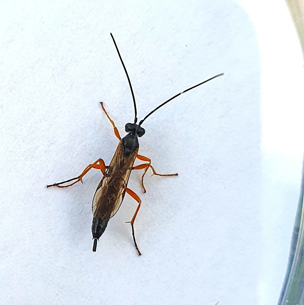 Ichneumonid wasp