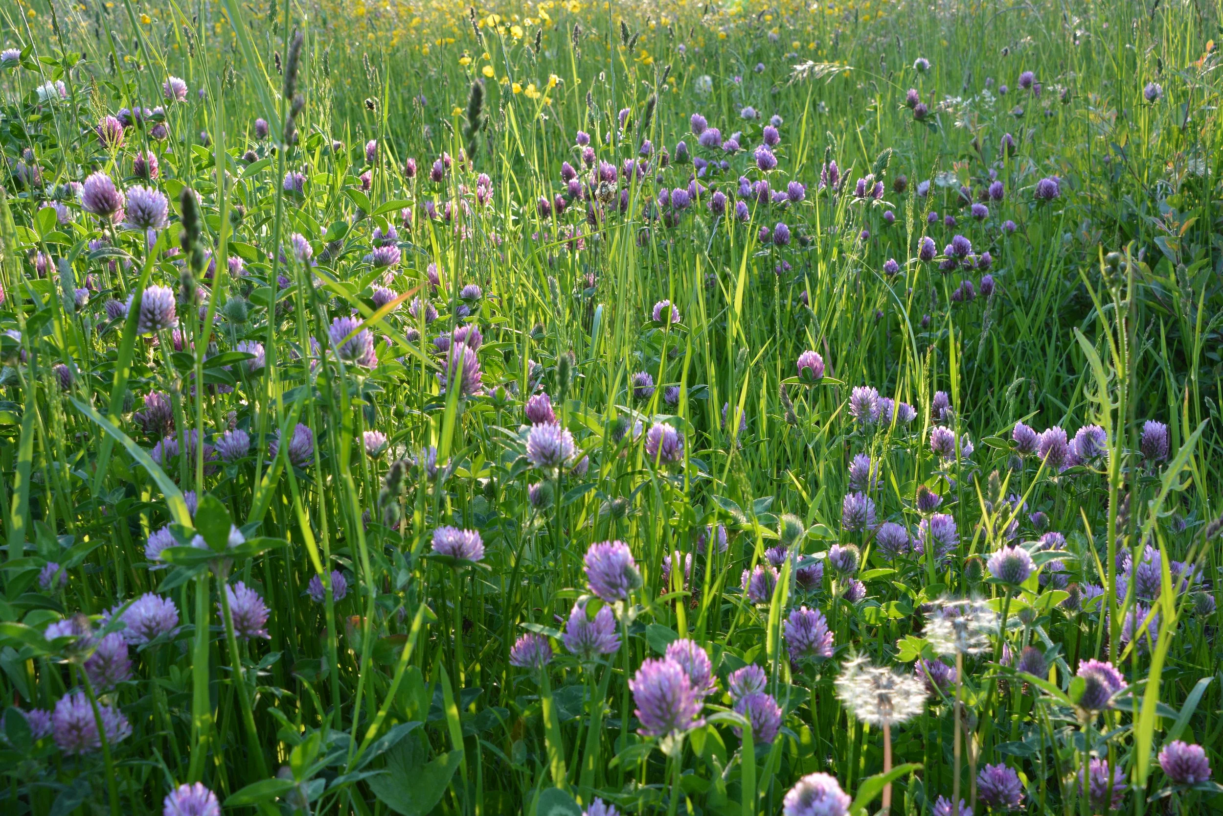 HIGS Photography Competition - Calendar 2025