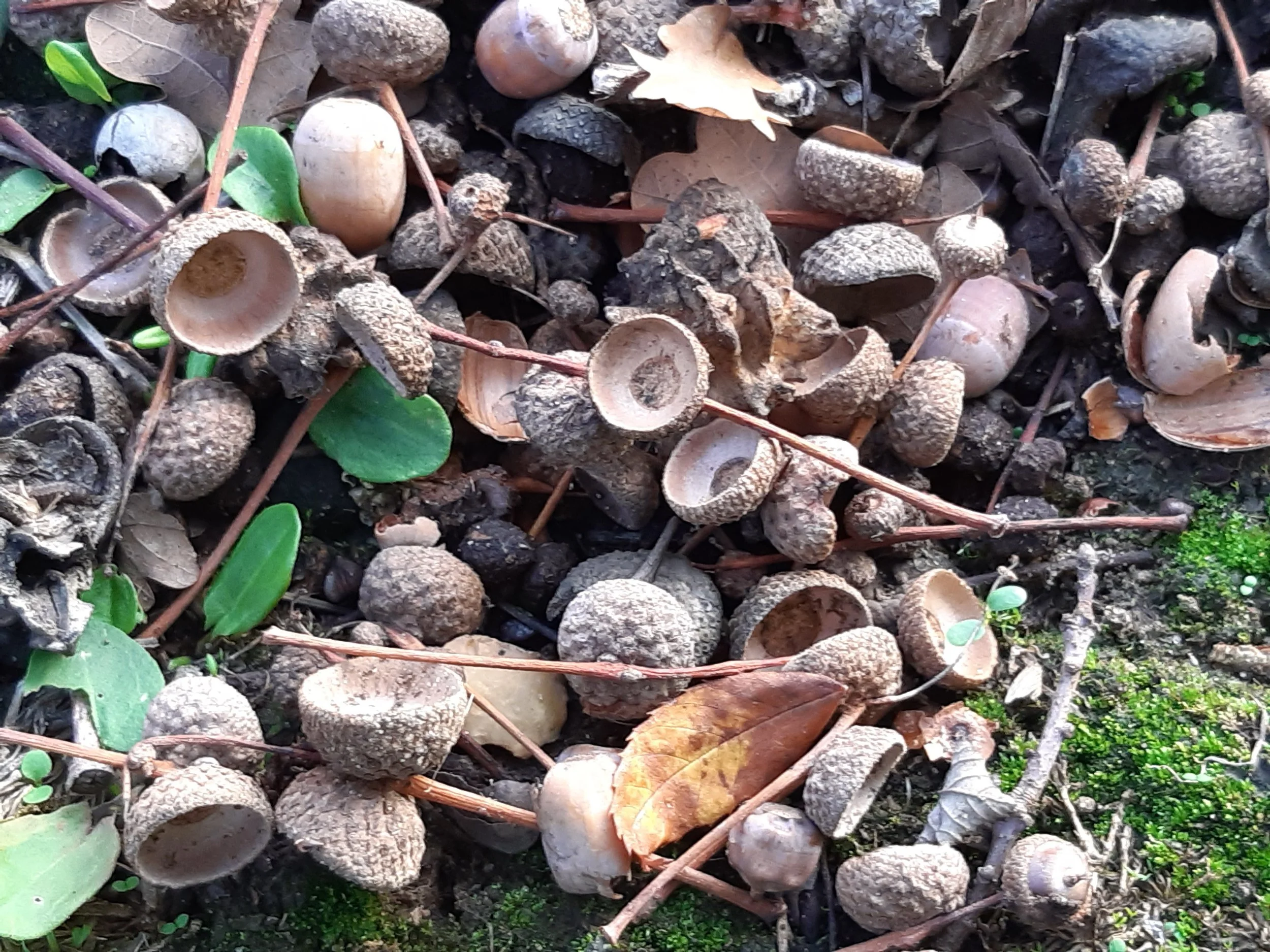 Constitution and Policies