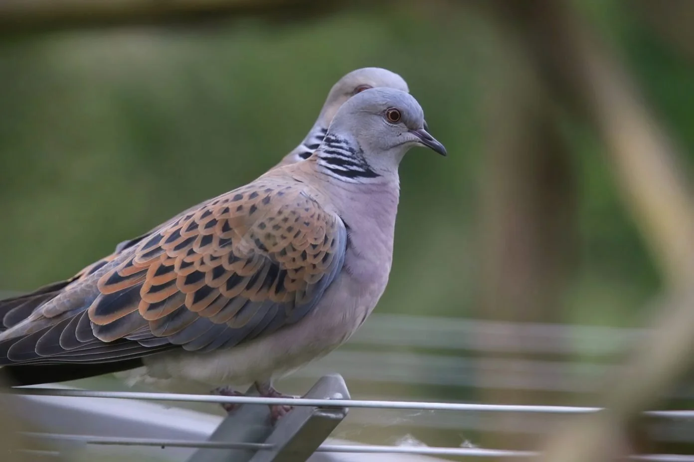 Getting all ‘Lovey Dovey’ again over at Croft Close Nature Reserve