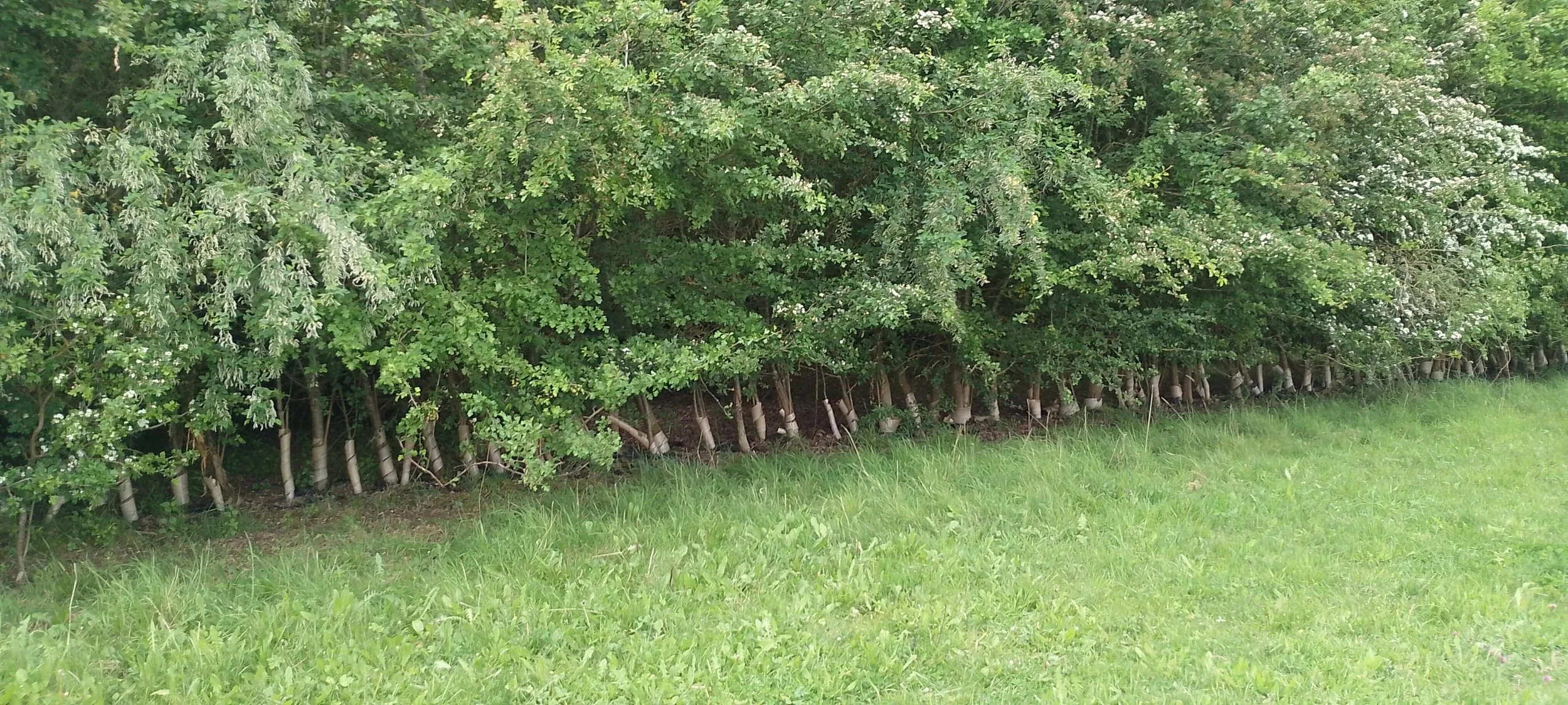 Help remove old plastic tree guards from Centenary Wood