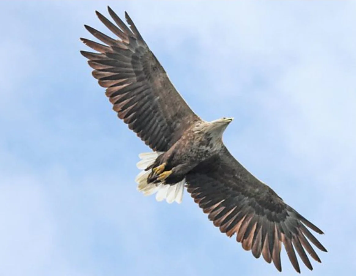 Winter Talk Series 3 - Bird Crime