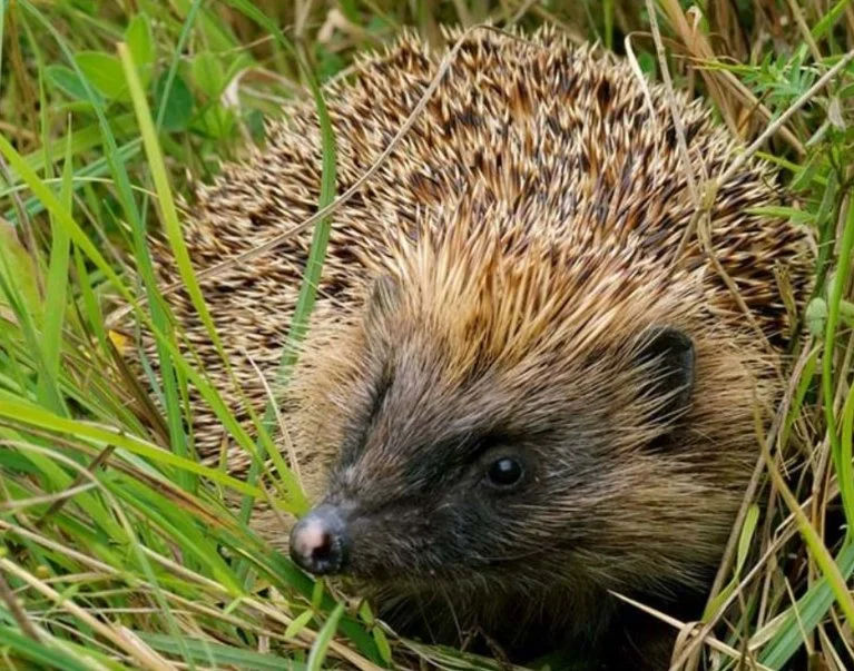 Winter Talk Series 2 - Helping Hedgehogs