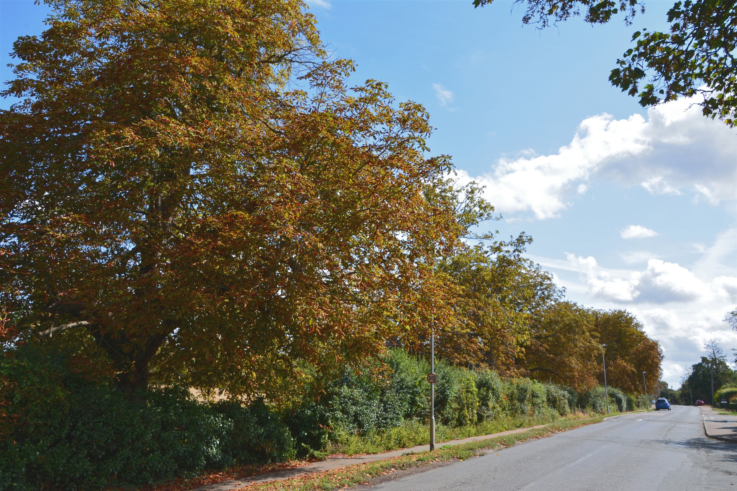 Advance Notice of essential tree works at Long Meadow