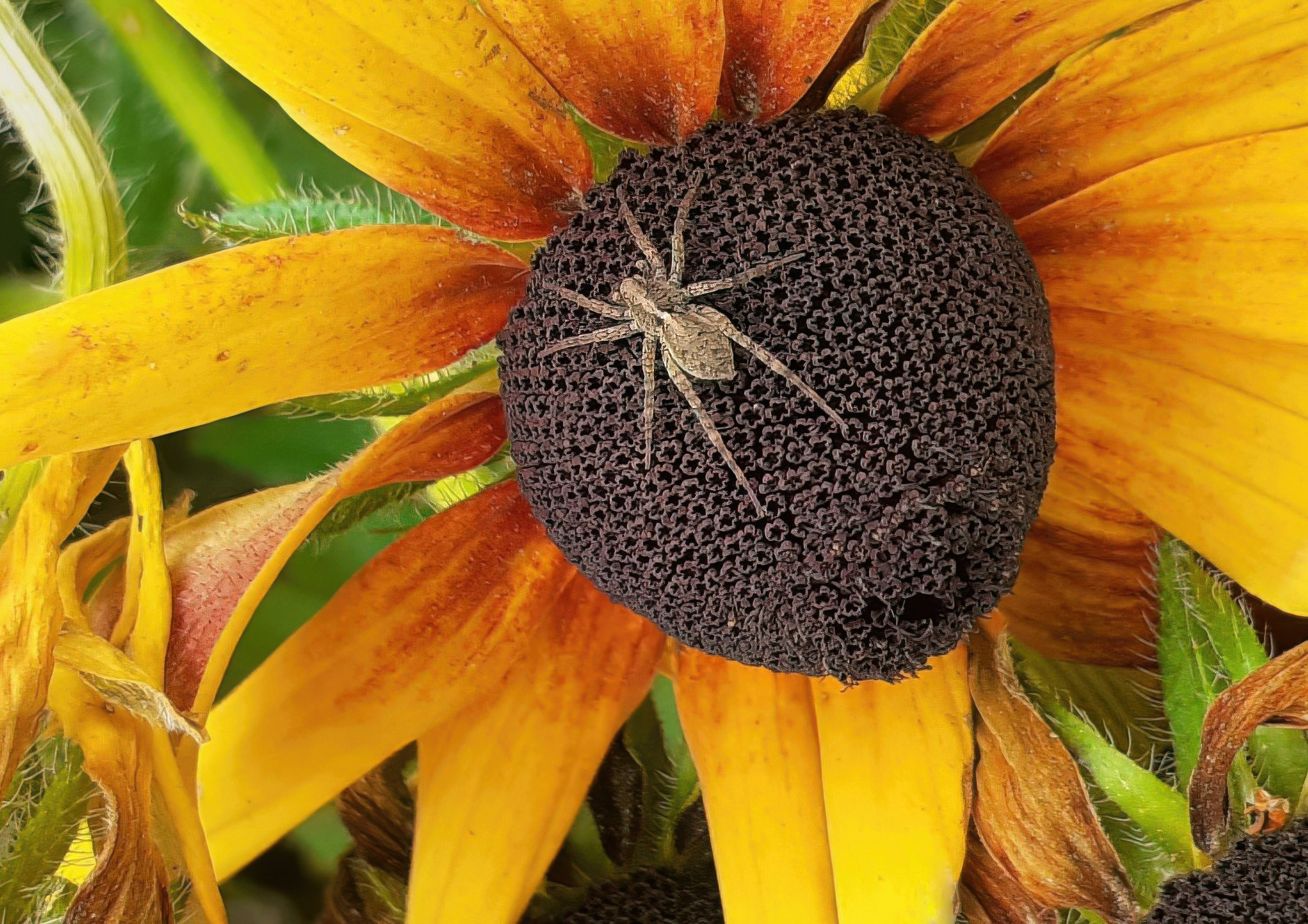 spider_ed-gigapixel_R1.jpg