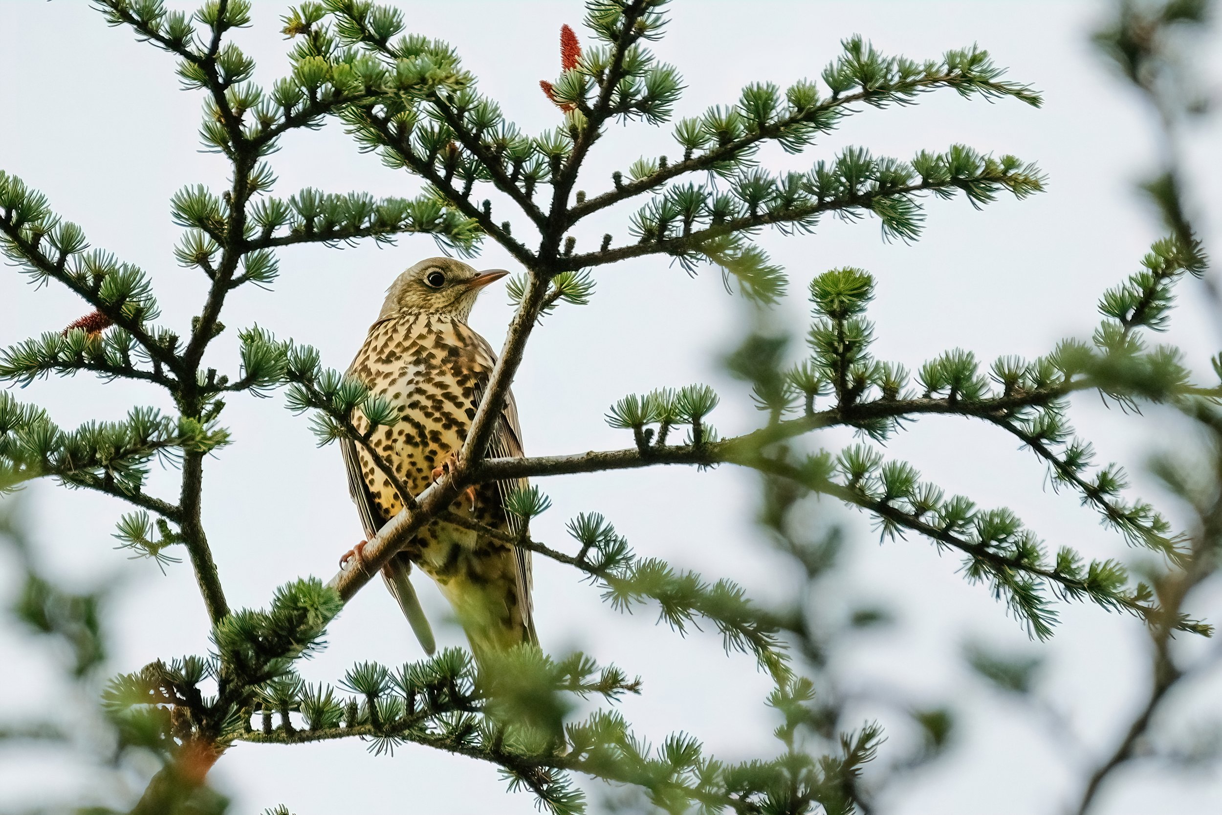 November; Mistle Thrush - can be seen in Winter wherever there's an abundance of mistletoe in the villages; Photo by Martin Minařík