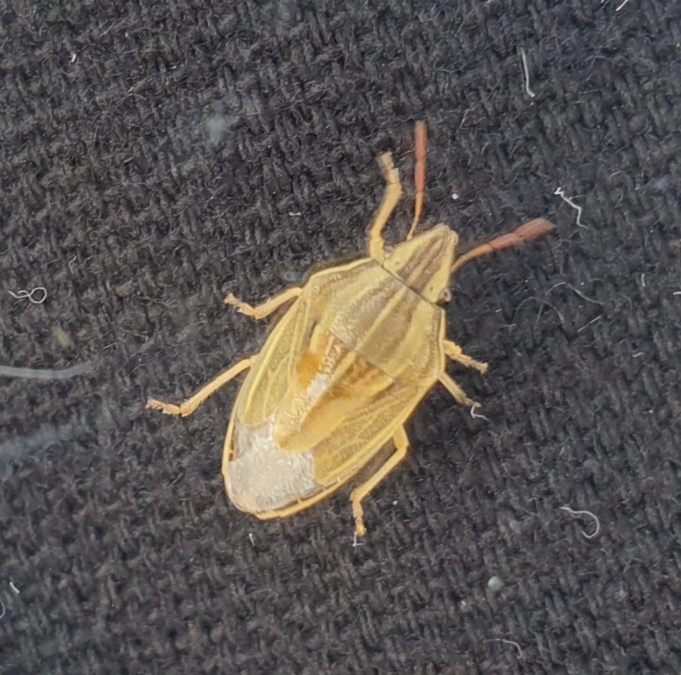 Bishops mitre shieldbug