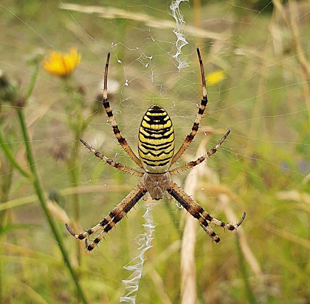 Wasp spider