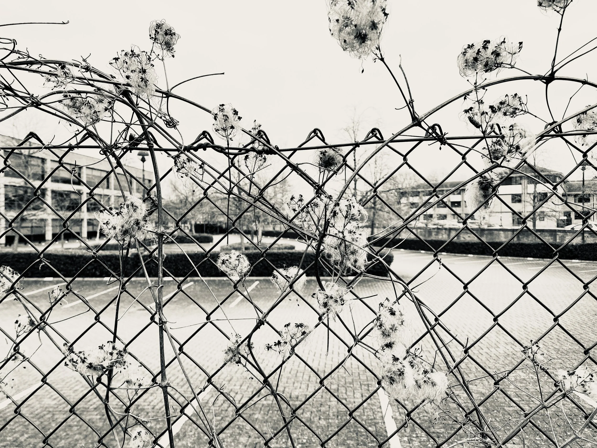 March; “Embroidery” - the diamond mesh fence providing the perfect fabric for the wild clematis to weave its way through; Photo by Bridget Davidson