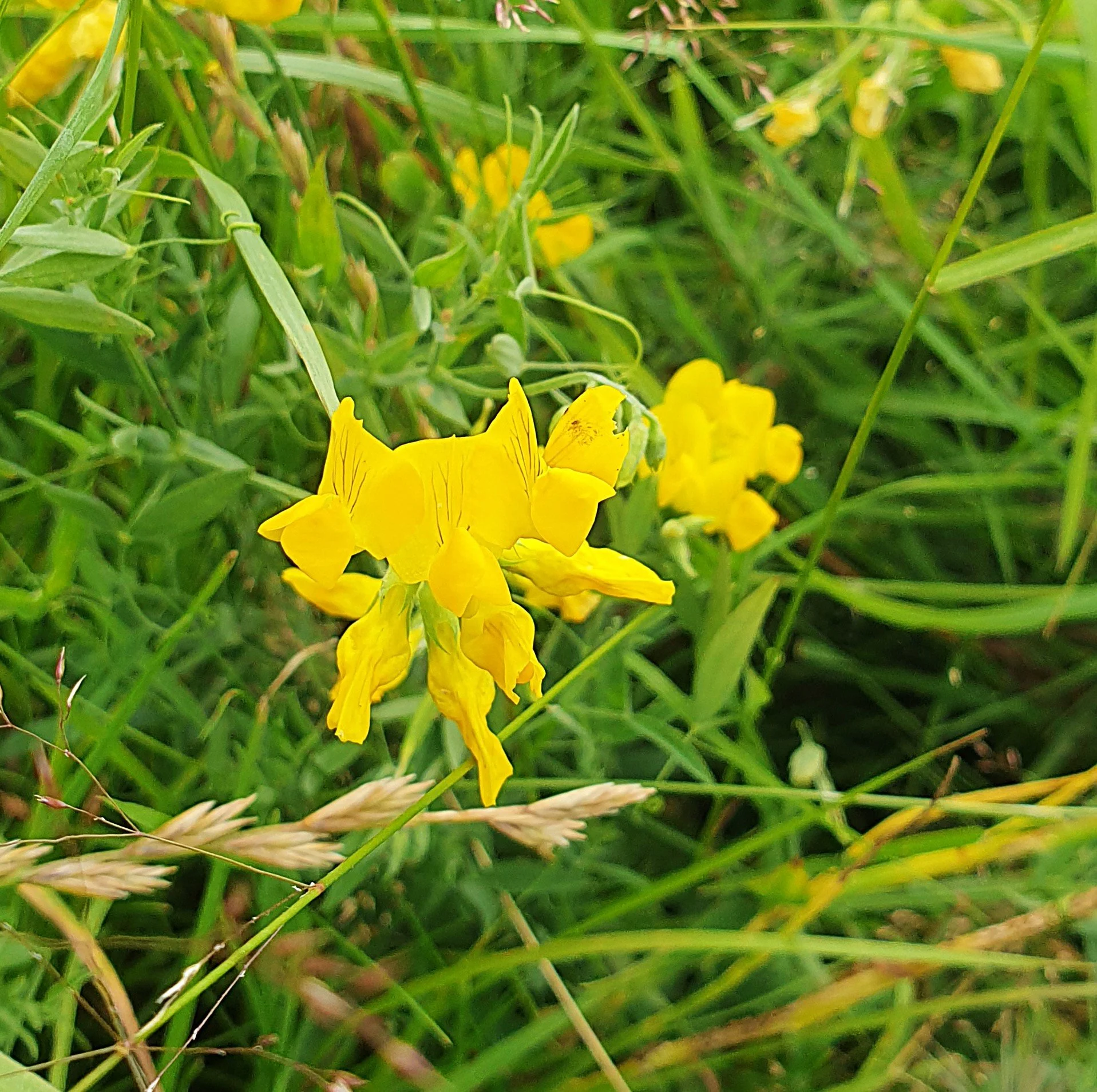 Bird's-foot trefoil