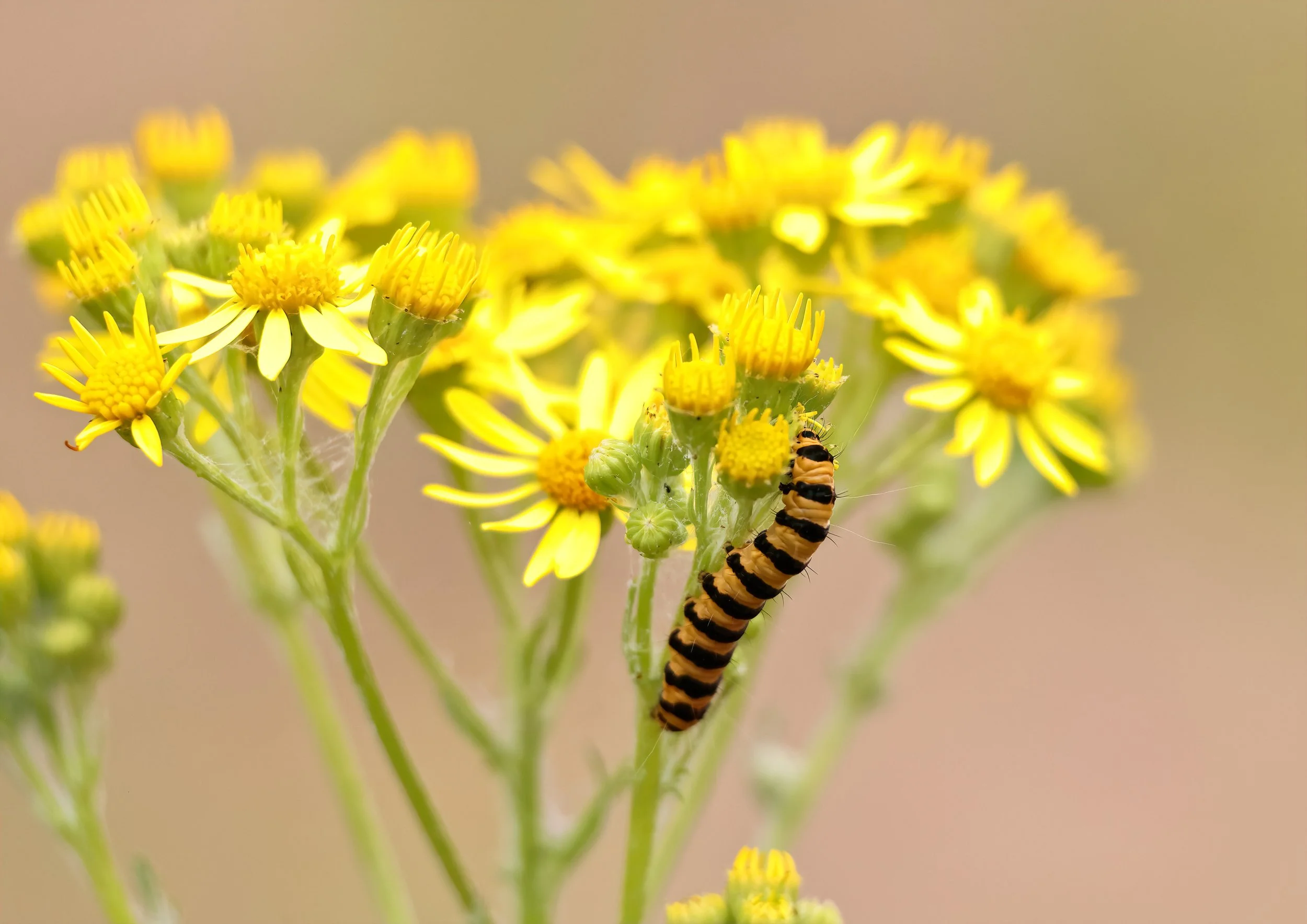 June; Cinnabar Moth caterpillar on Common Ragwort in the Community Orchard; Photo by Simon Searle
