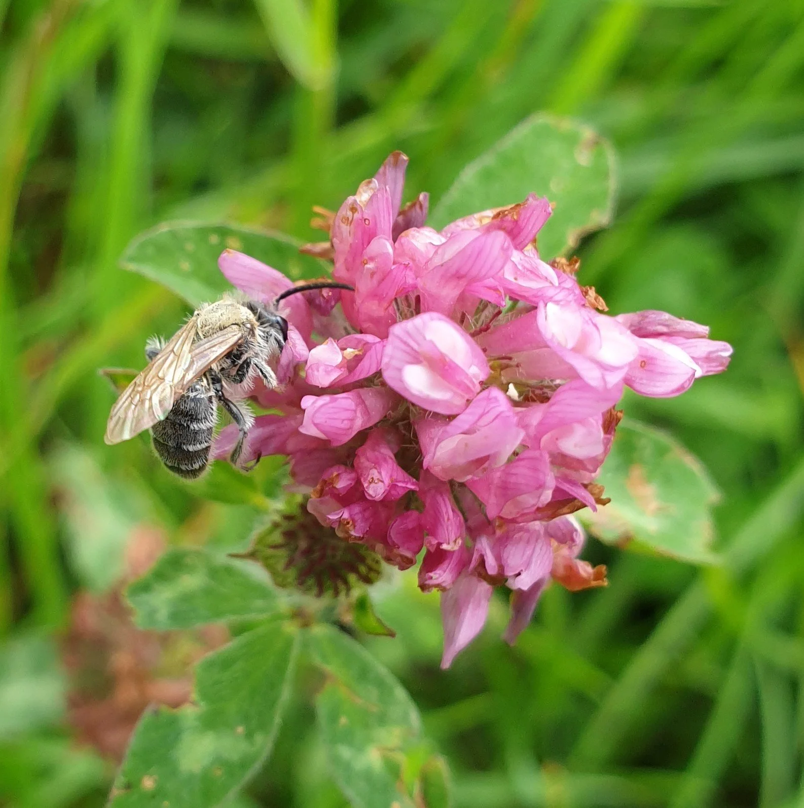 Mining bee on red clover