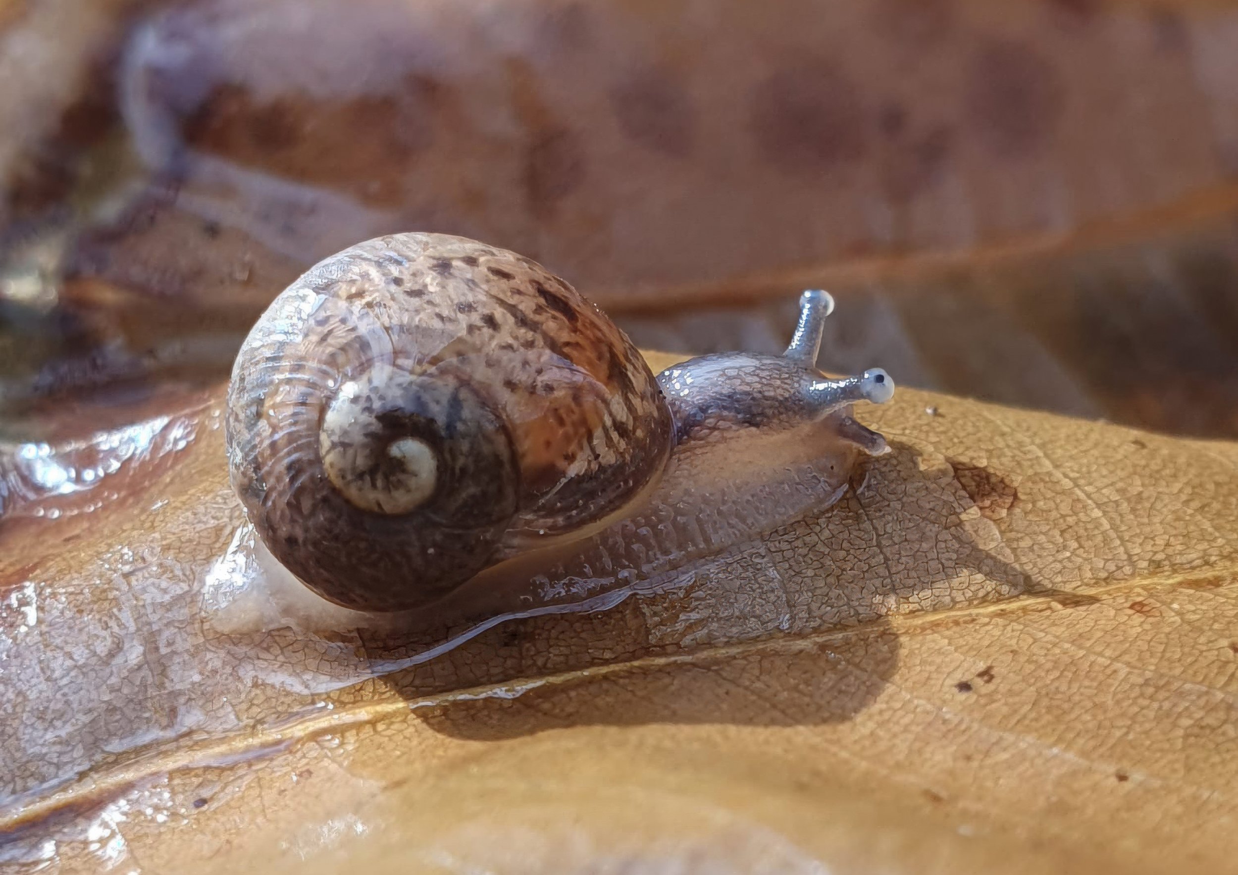snail gigapixel .jpg