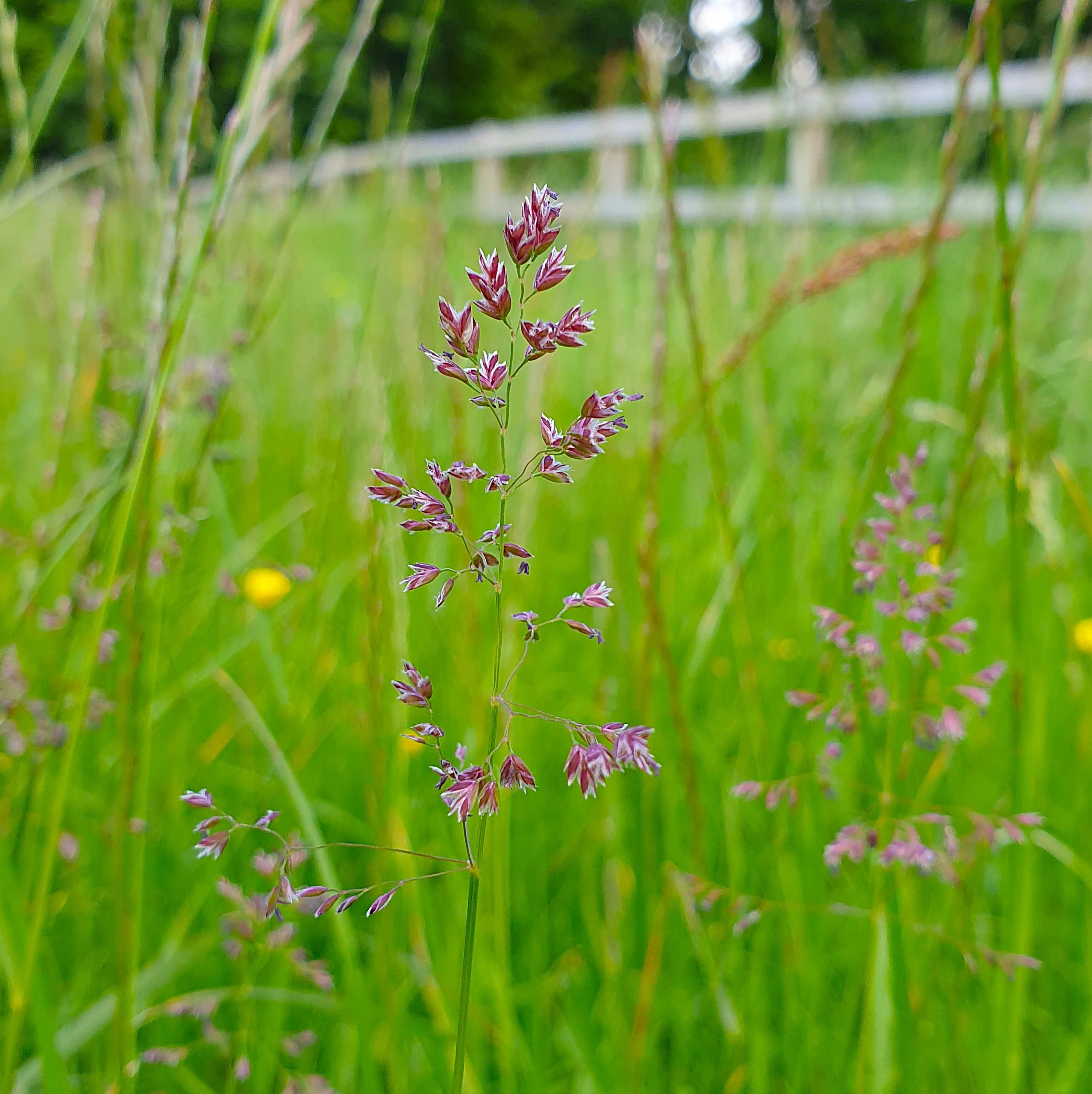 Red fescue
