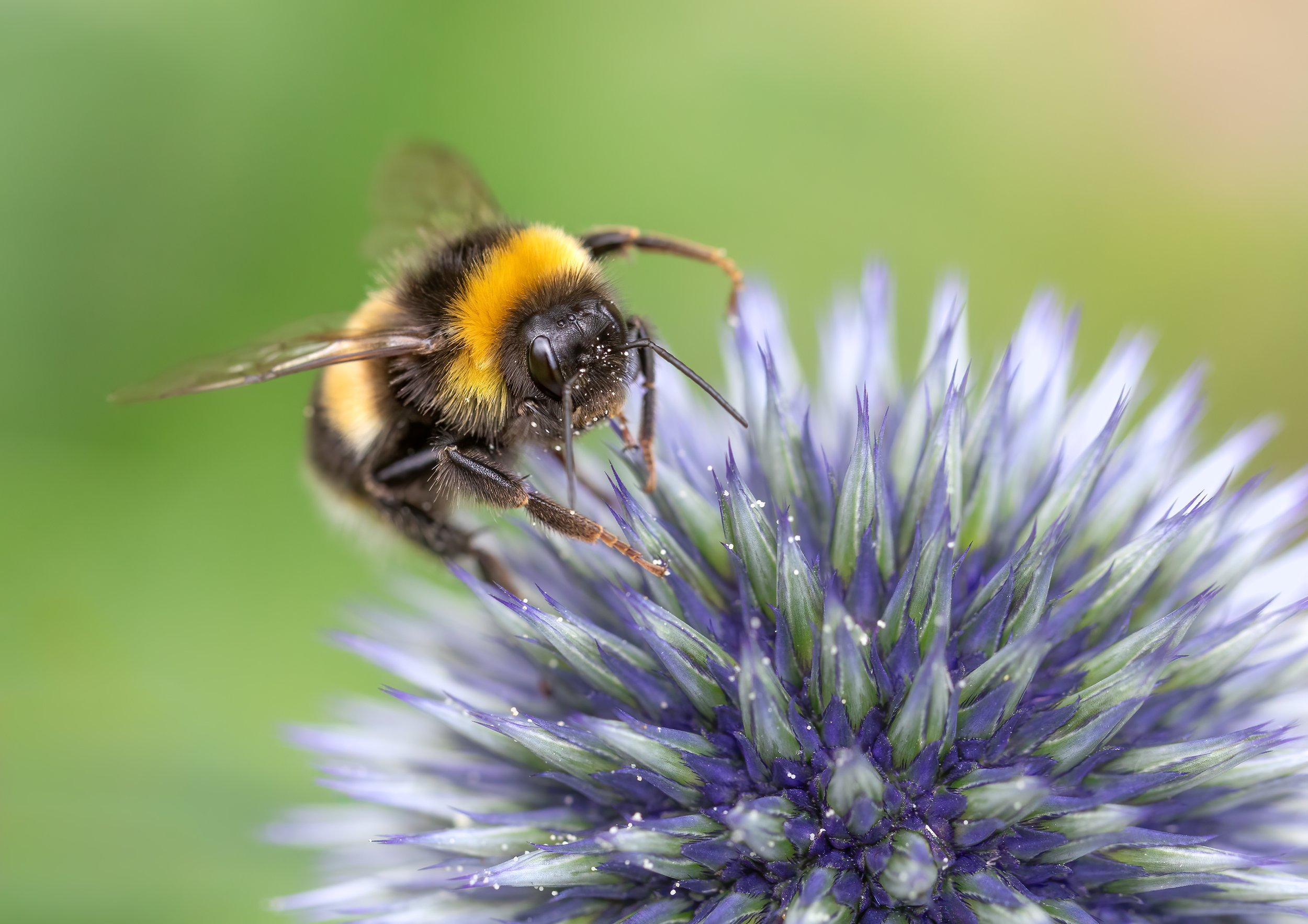 bumblebee.jpg